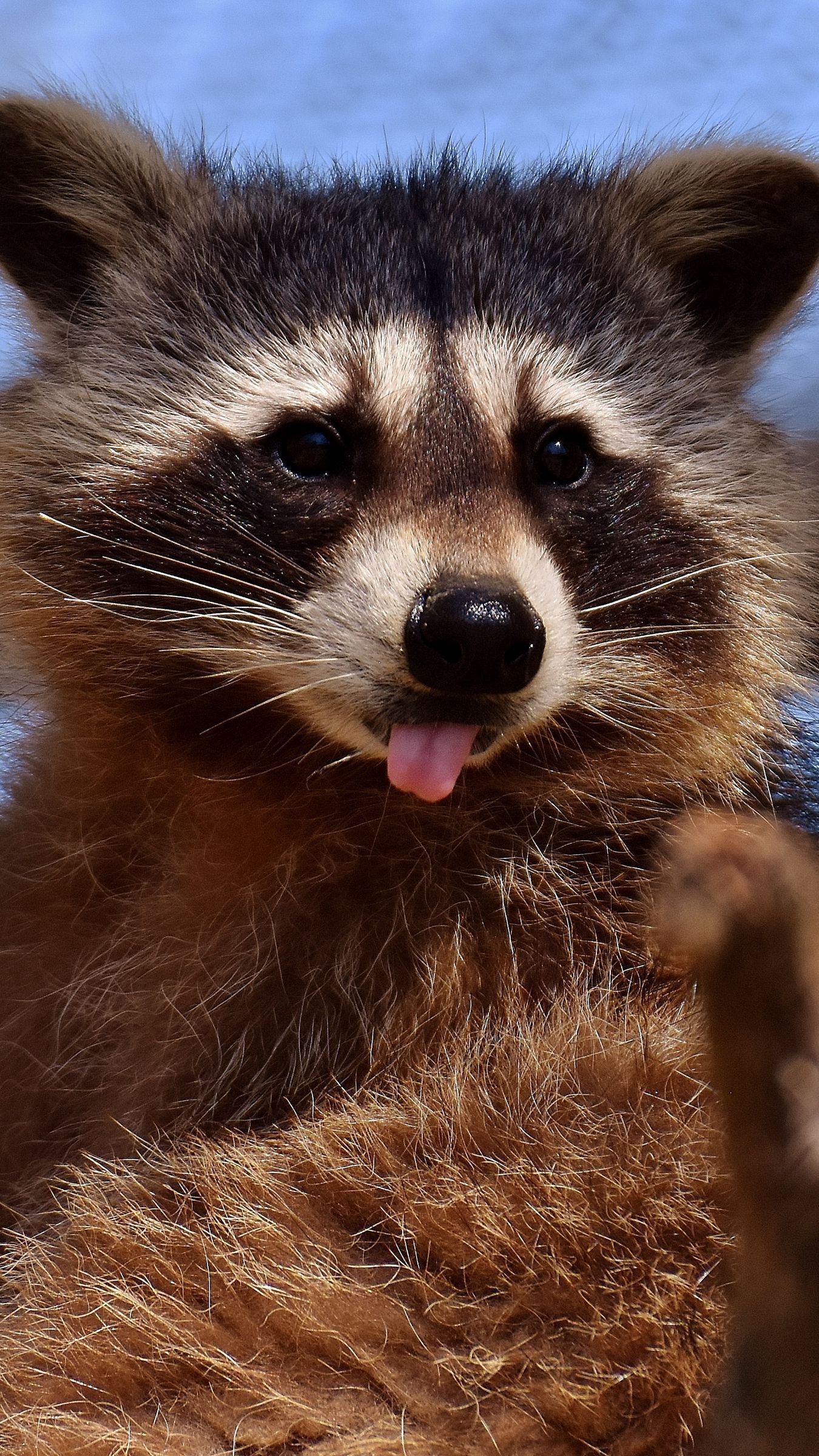 Playful raccoon, Expressive eyes, Whiskered wonder, Mobile companions, 1350x2400 HD Phone