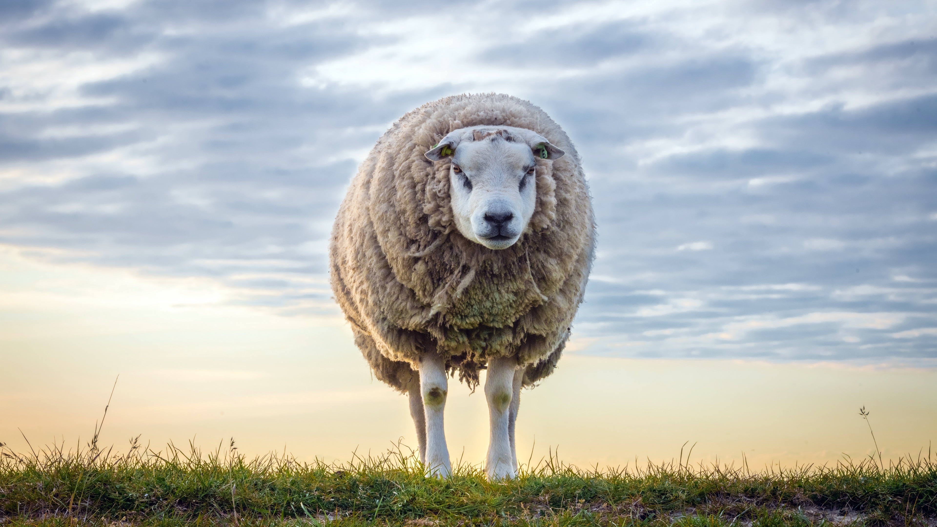 Majestic 4K sheep, Stunning countryside landscapes, Idyllic farm scenes, Nature's wonders, 3840x2160 4K Desktop