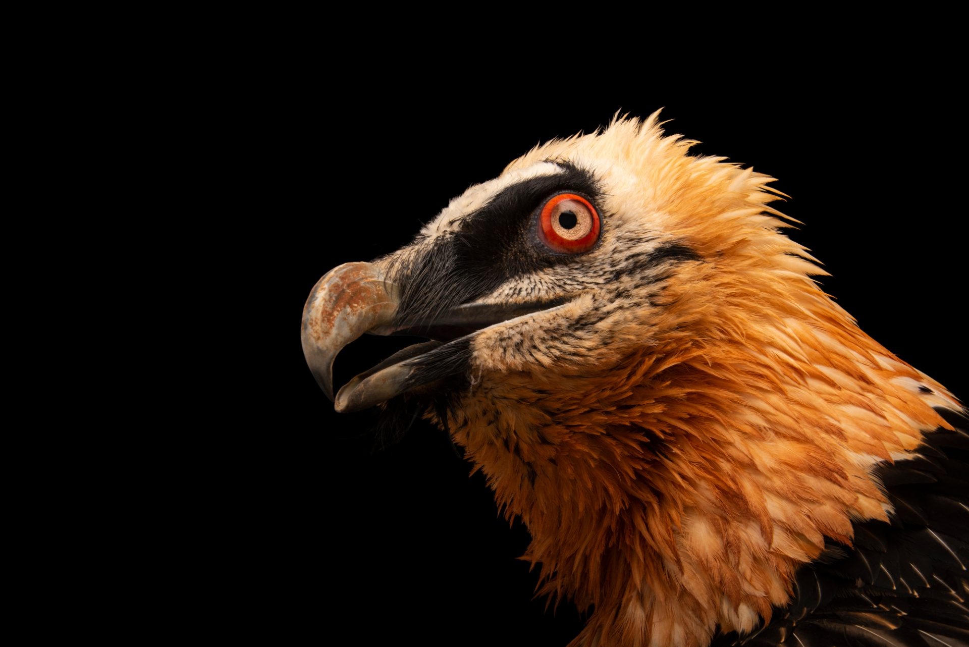 Bearded Vulture, Bir020 00133, Joel sartore, Bearded Vulture, 1920x1290 HD Desktop