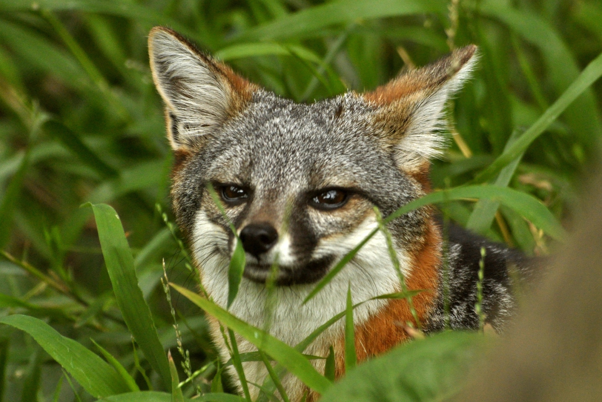 Gray Fox, Urocyon littoralis species, Island gray fox, Coastal fox variation, 2100x1410 HD Desktop