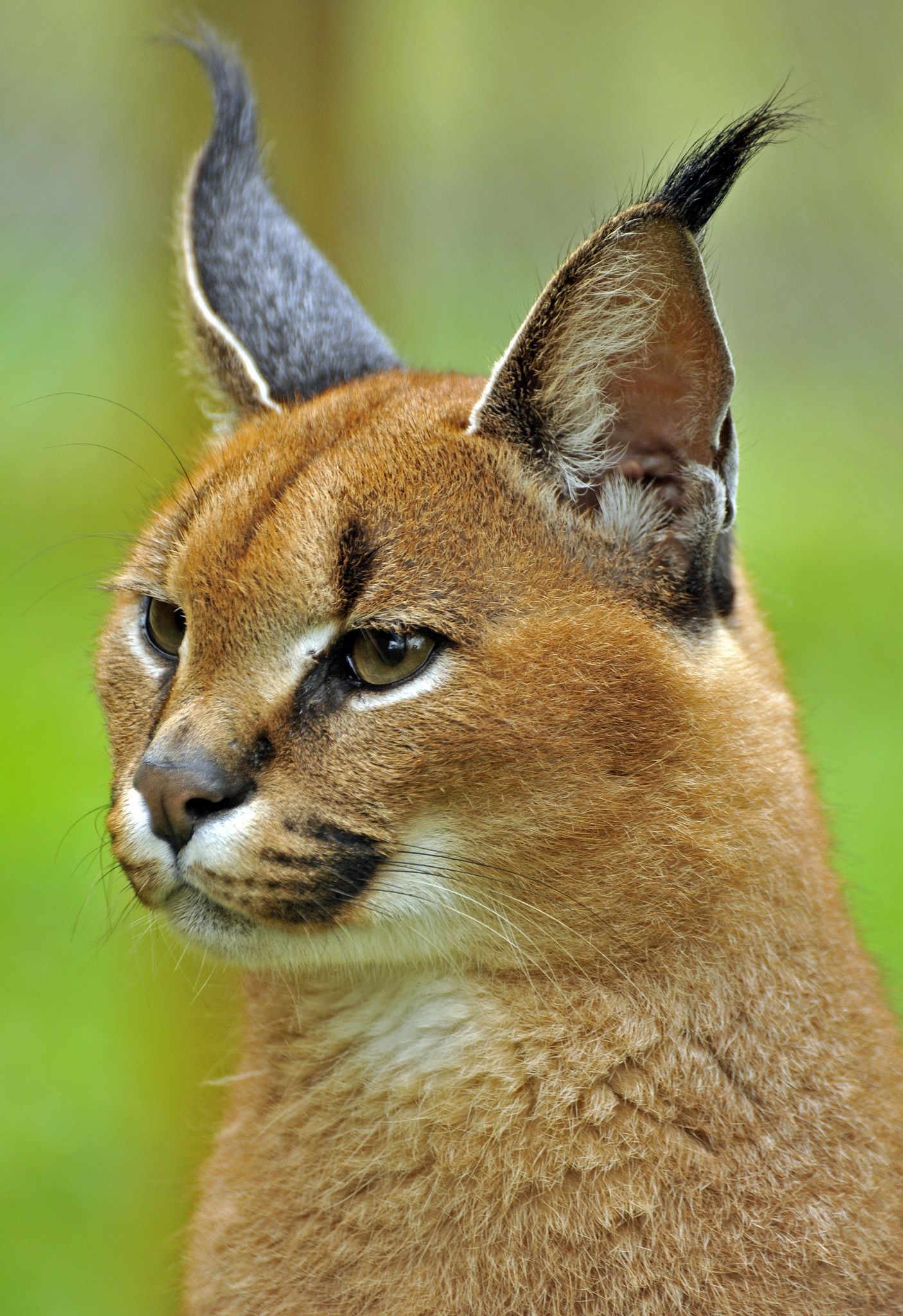 Majestic male caracal, Cute wild animals, Intriguing eyes, Powerful creature, 1410x2050 HD Phone