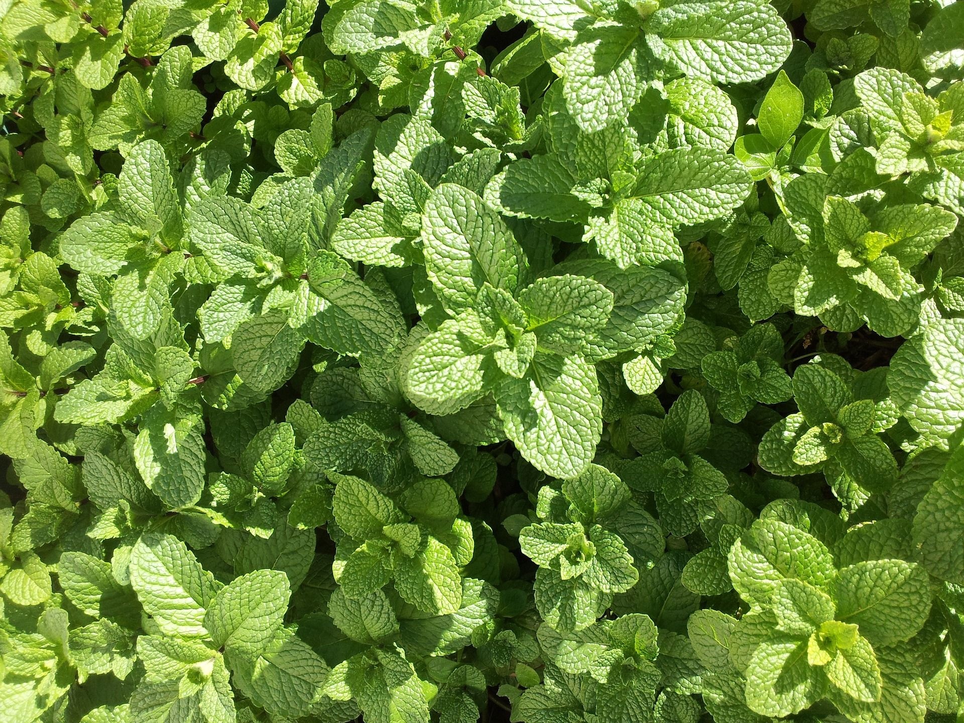 Mint leaves wallpapers, Free backgrounds, Fresh leaves, Green foliage, 1920x1440 HD Desktop