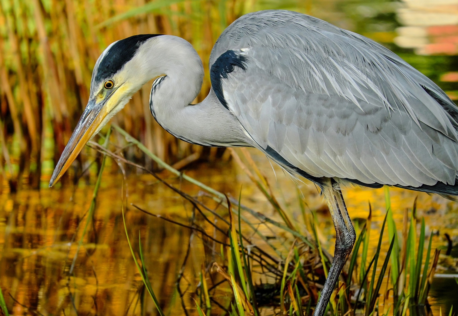 Heron bird, Photo birds plants, Free pictures, Fonwall, 1920x1330 HD Desktop