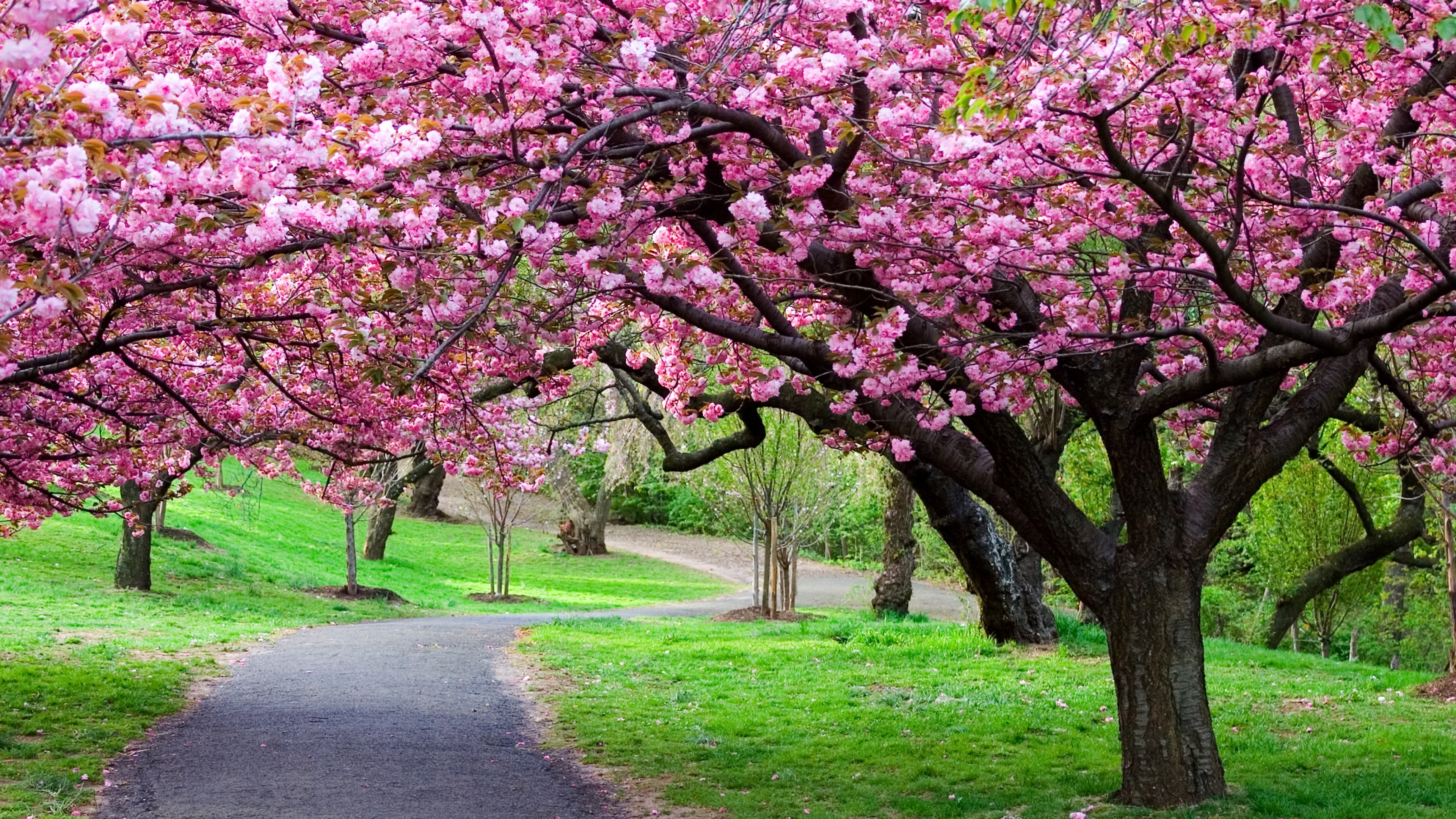 Blooming sakura tree canopy, Winding asphalt park path, Lush green park lawn, 4K Desktop wallpaper