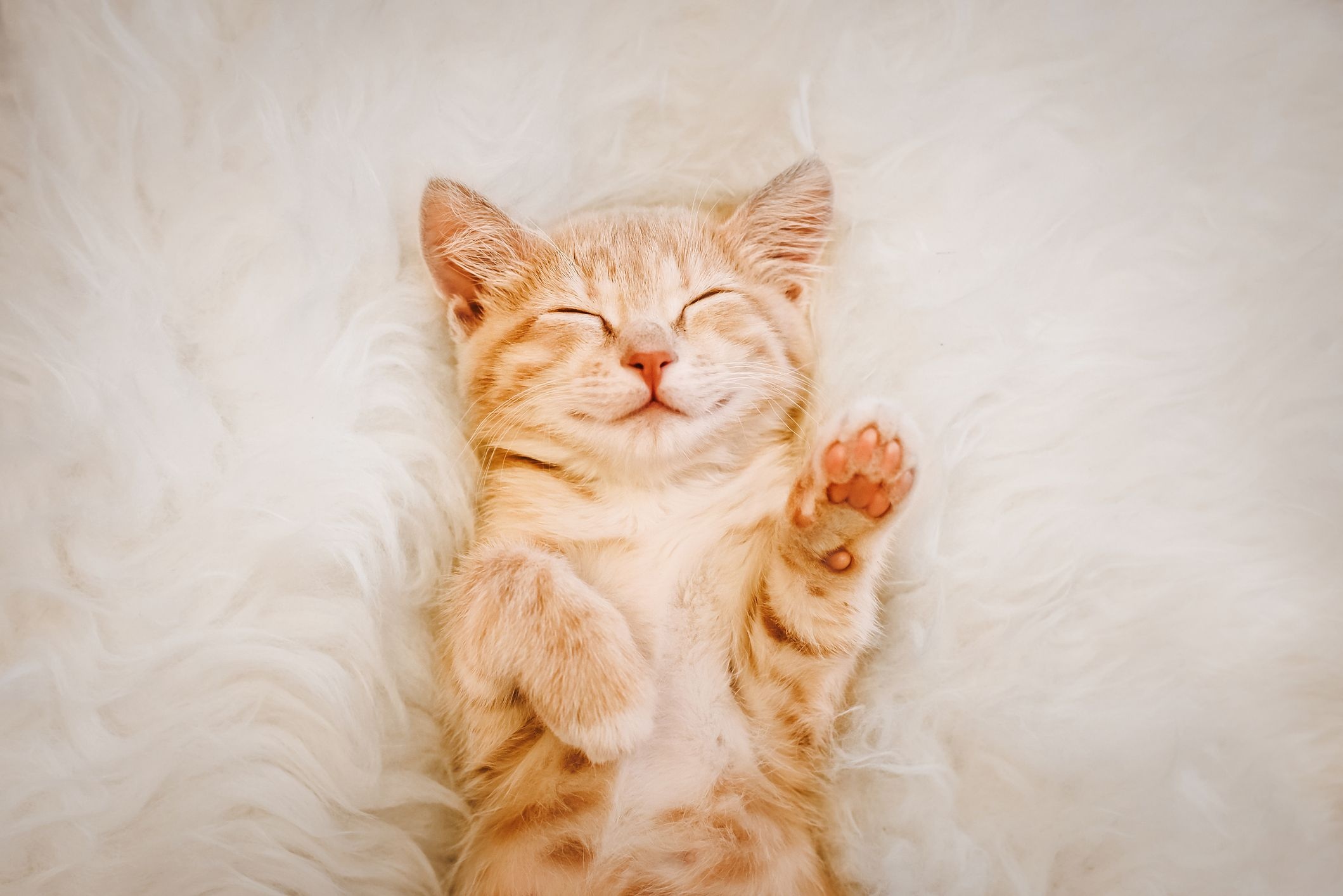 sleeping orange tabby kitten, raised kitten paw pads, white faux fur blanket, HD Desktop wallpaper