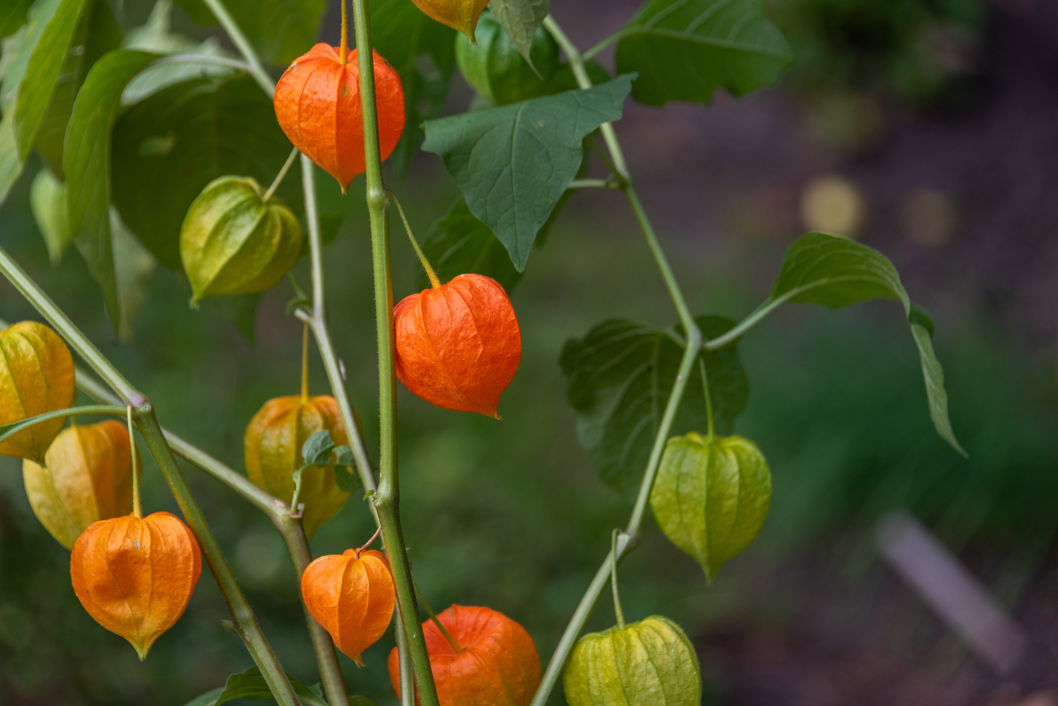 Physalis, Climate gardening, Obi tips, Growing in Middle Europe, 2120x1420 HD Desktop