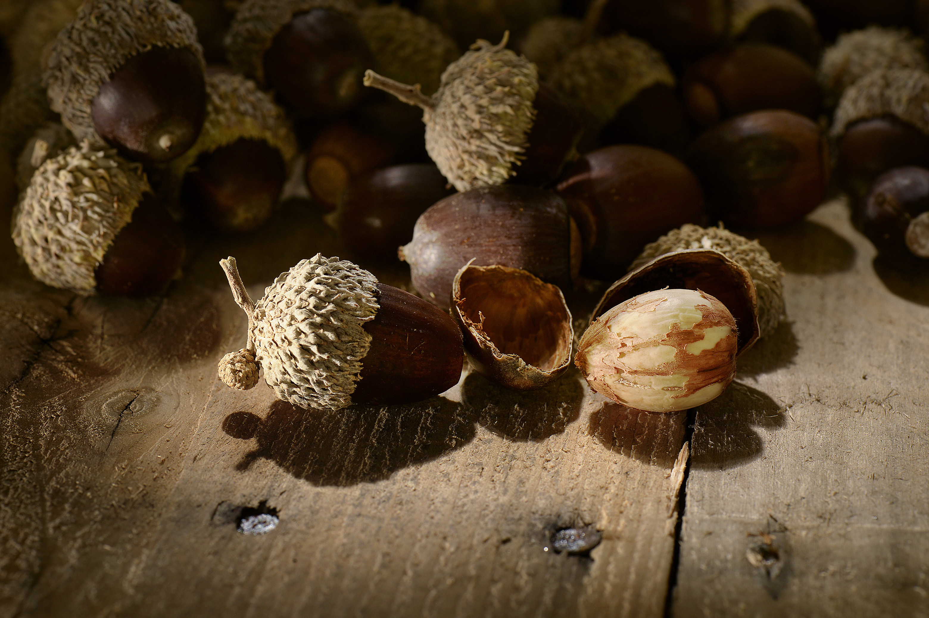 Eat an acorn, Do you have what it takes, 3120x2080 HD Desktop