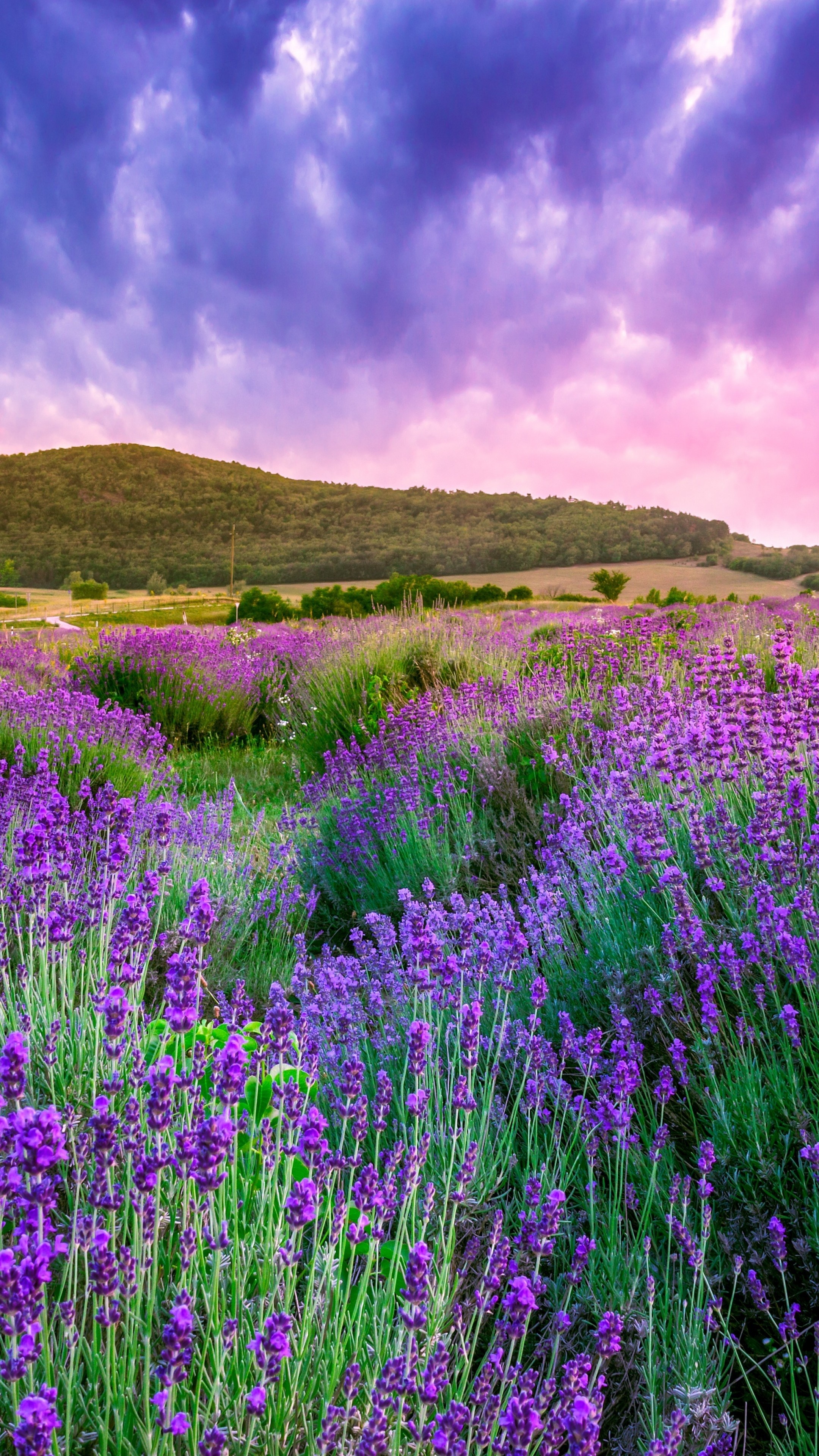 Lavender field, Sky and mountain, 2160x3840 4K Phone