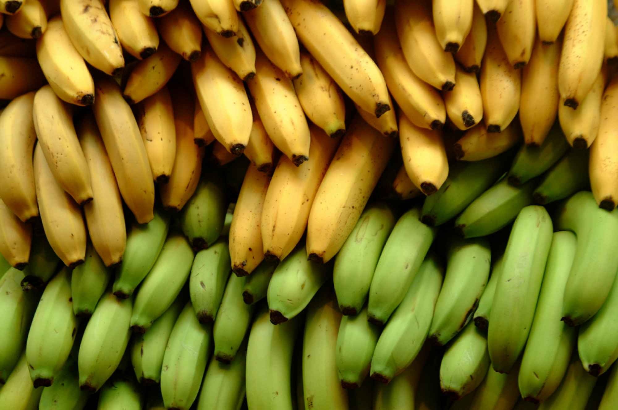 Banana widescreen, Tropical beauty, Nature's creation, Exotic appeal, 2000x1330 HD Desktop