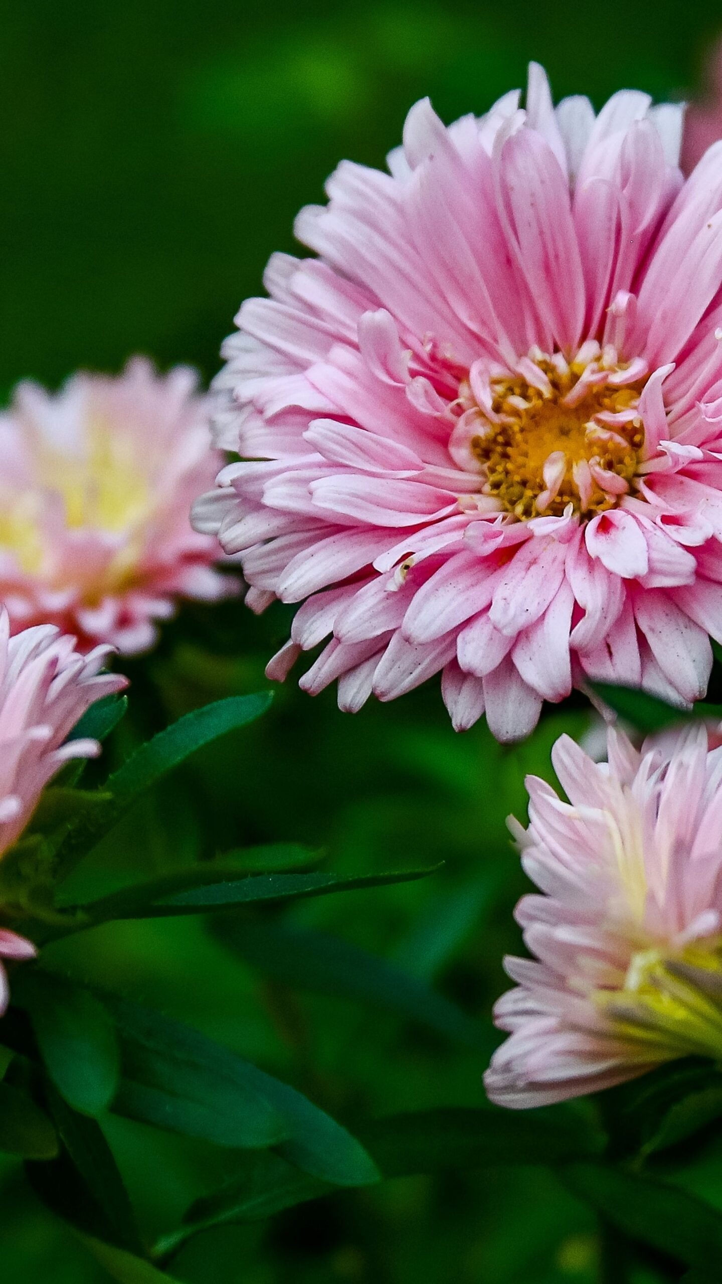 Pink aster flower, Yellow flower center, Vibrant green foliage, HD Phone wallpaper