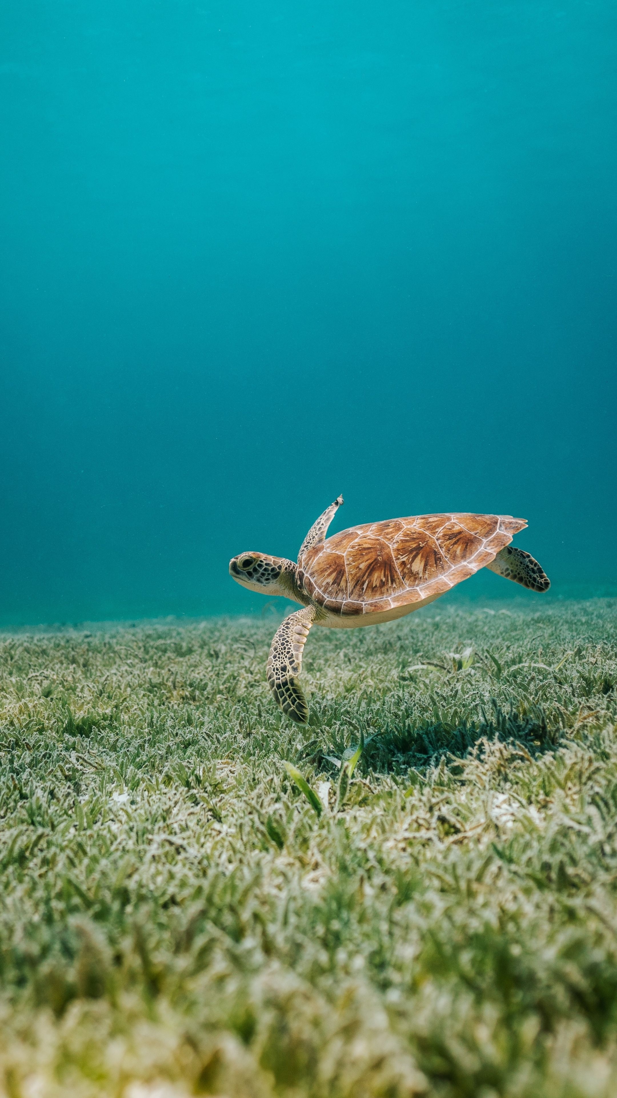 Sea life wonders, Mother nature's beauty, Underwater fascination, Nature's masterpiece, 2160x3840 4K Phone