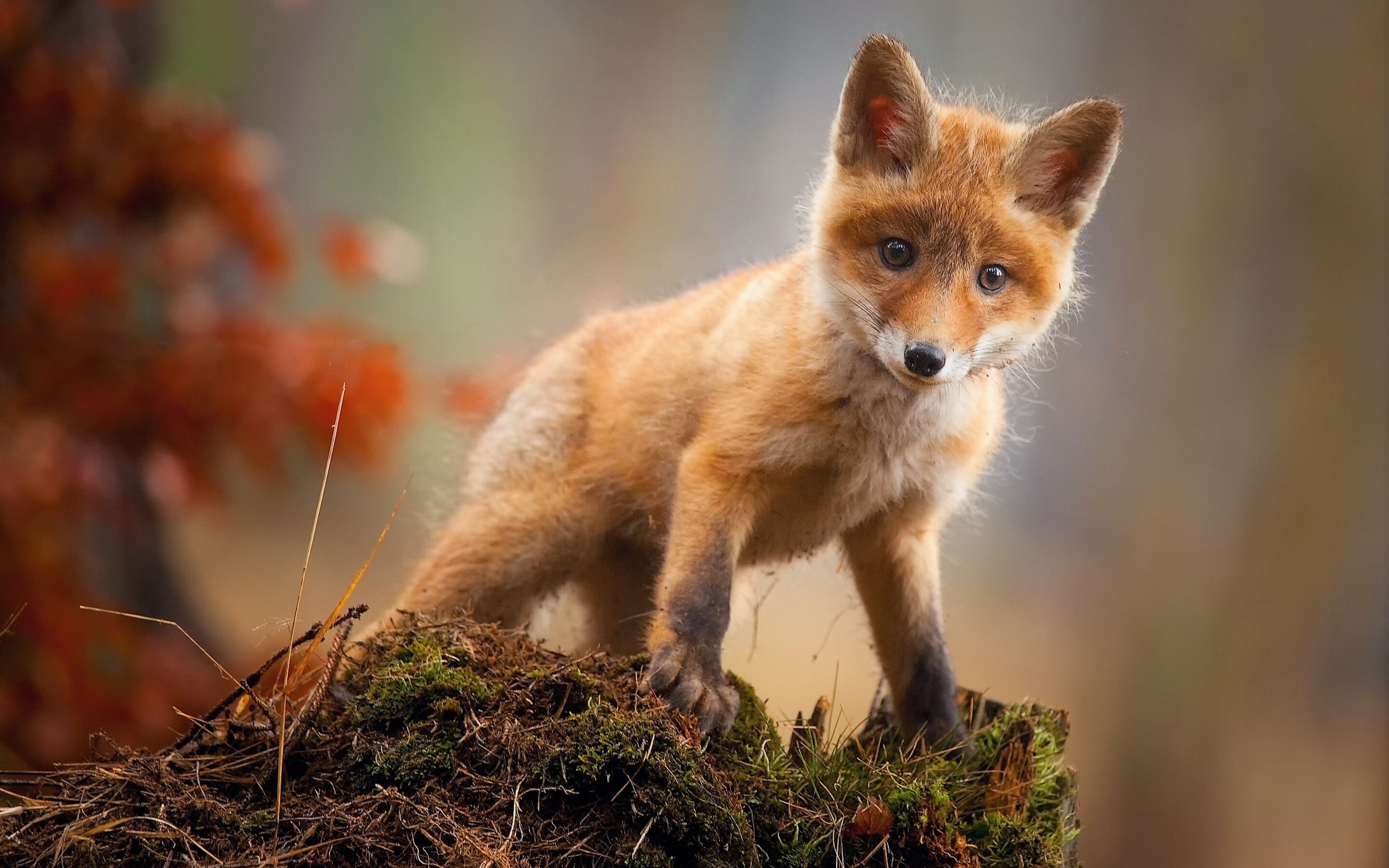 Red fox cub, Mossy tree stump, Autumn forest bokeh, HD Desktop wallpaper