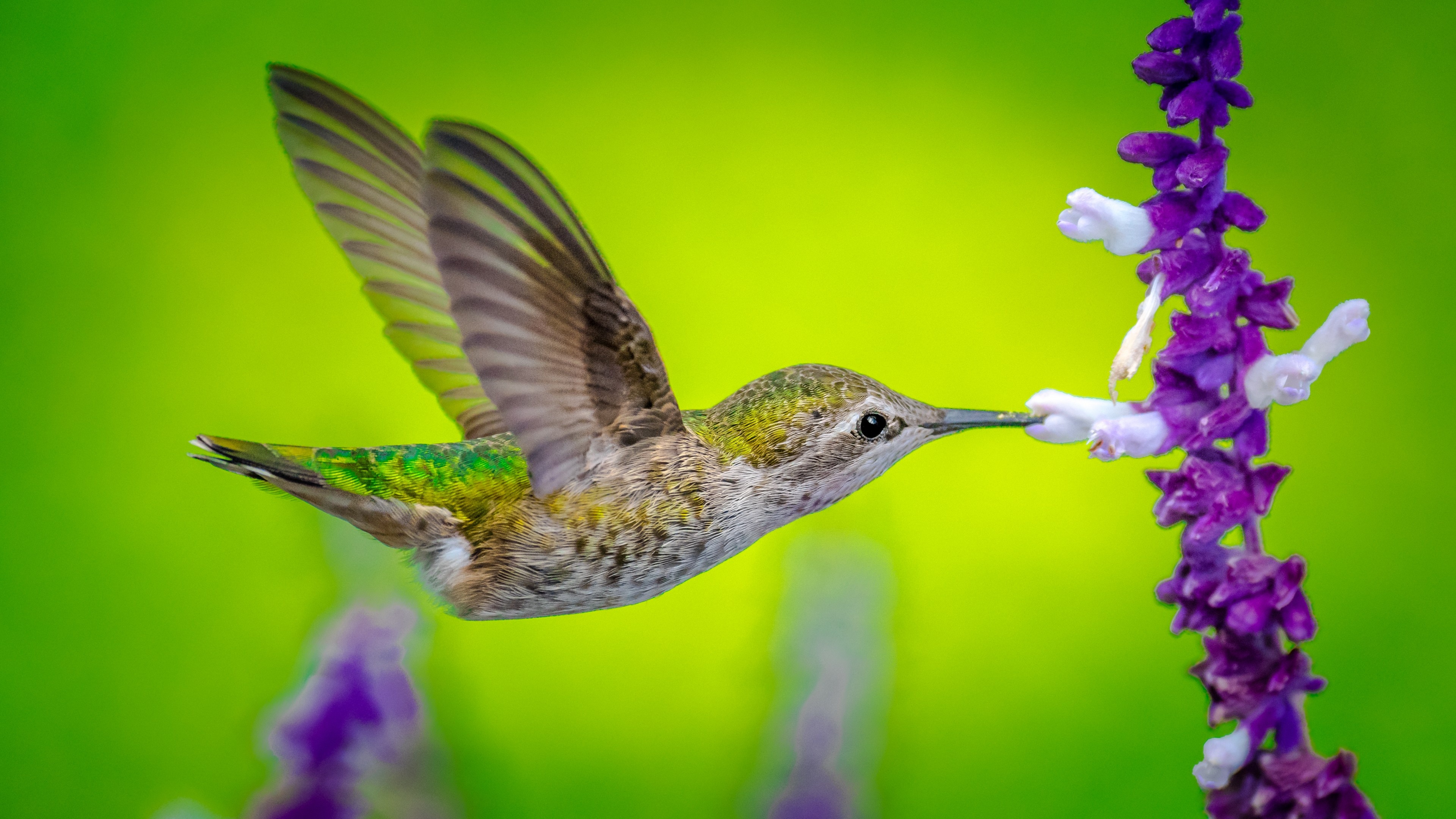 Hummingbird, Galaxy Fold wallpaper, Avian beauty, 4K visual delight, 3840x2160 4K Desktop