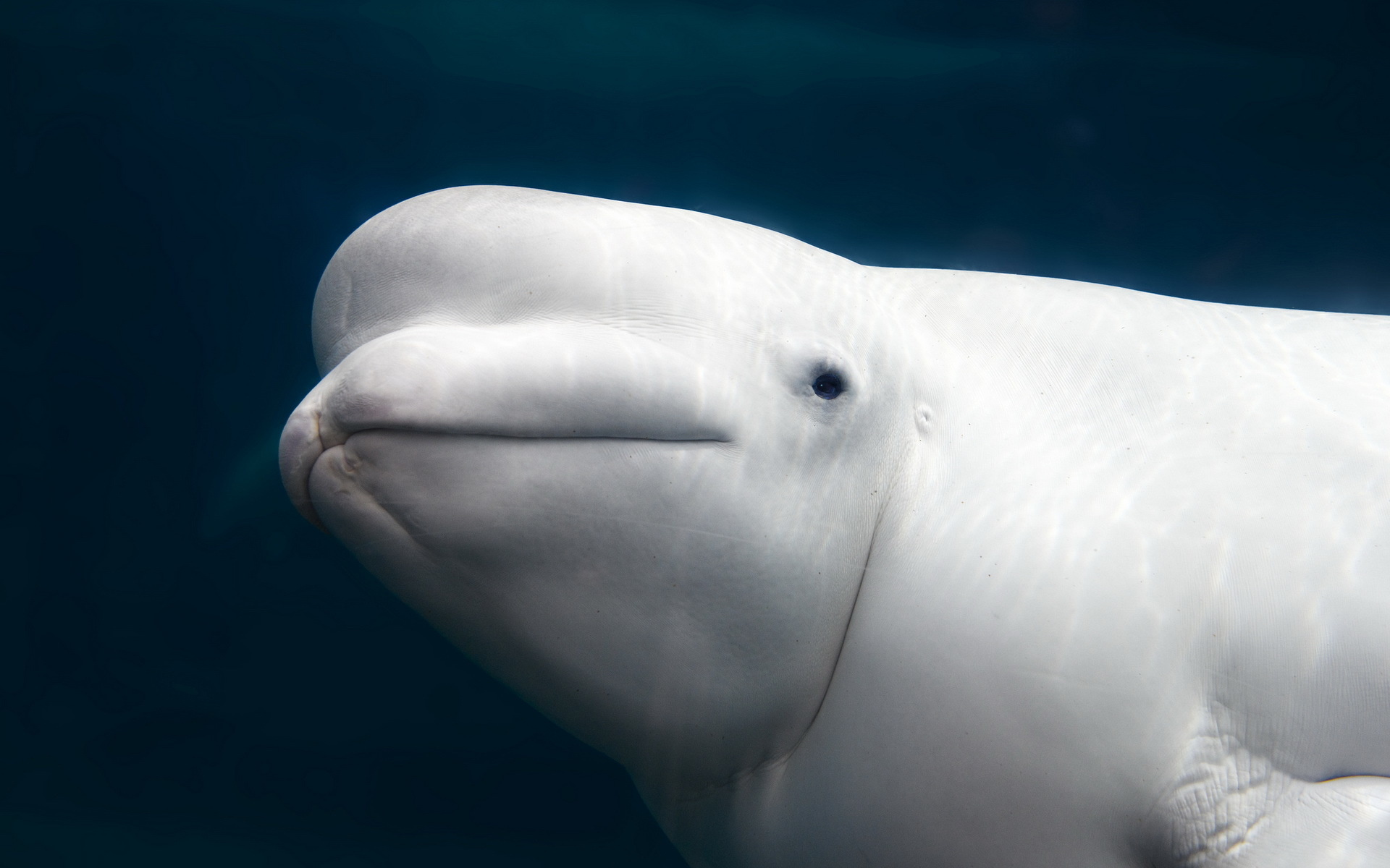 Beluga Whale, HD wallpaper, Michelle Simpson, Aquatic beauty, 1920x1200 HD Desktop