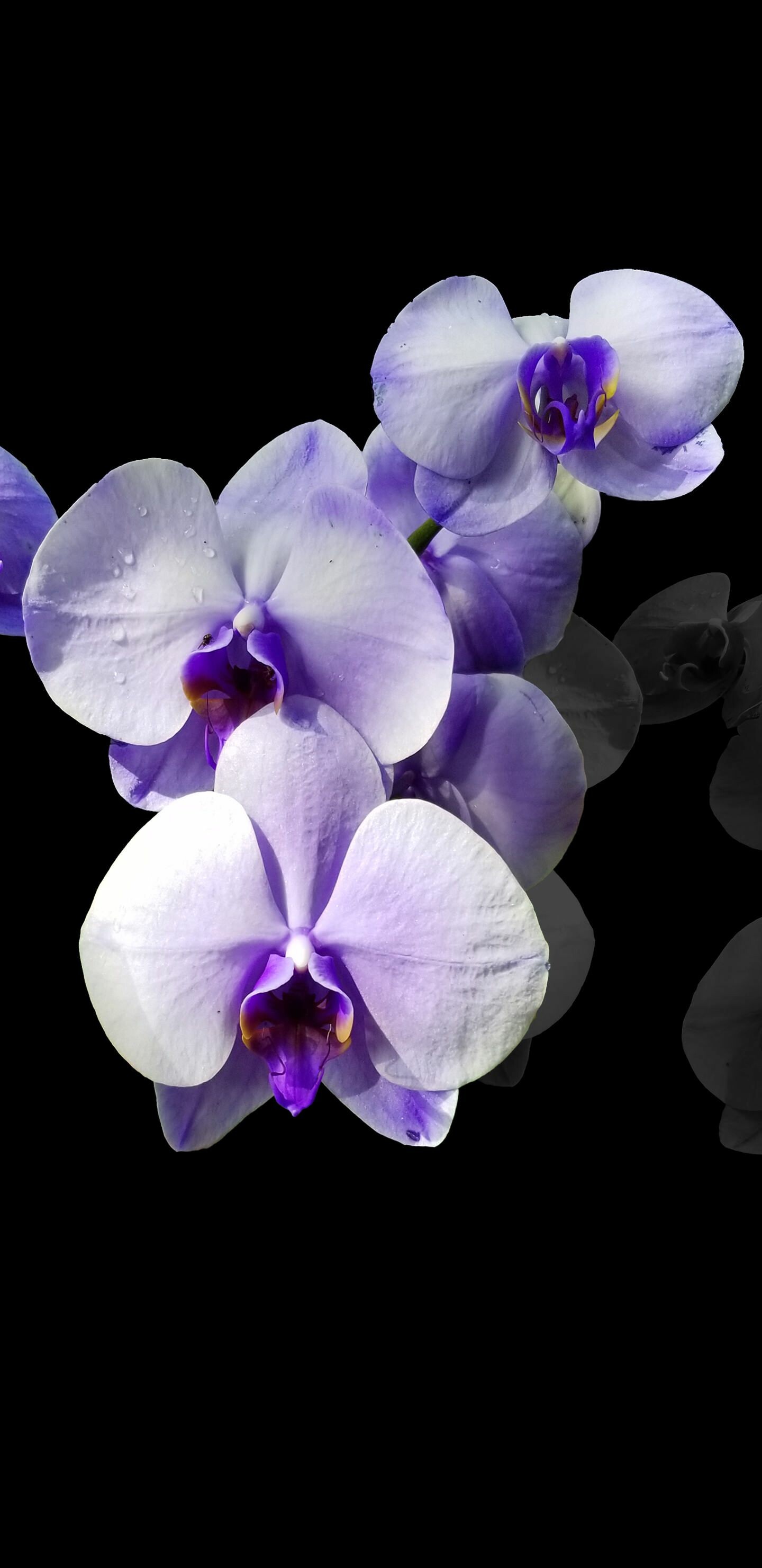 Purple orchid flower, iPhone wallpapers, 4K HD wallpapers, 1440x2960 HD Phone