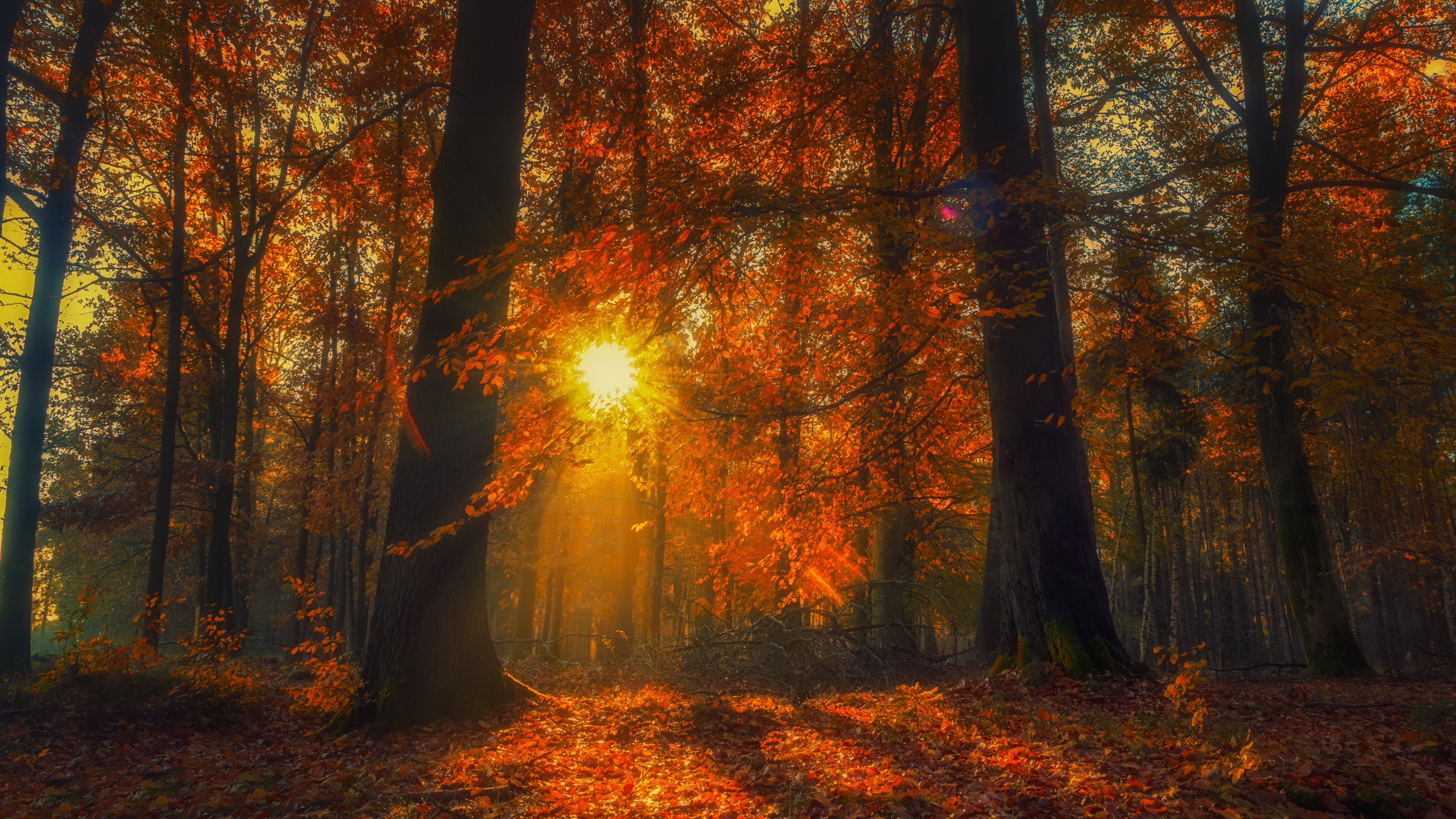 Scarlet leaves, Bountiful harvest, Orchard walks, Crisp evenings, Abundant beauty, 3840x2160 4K Desktop