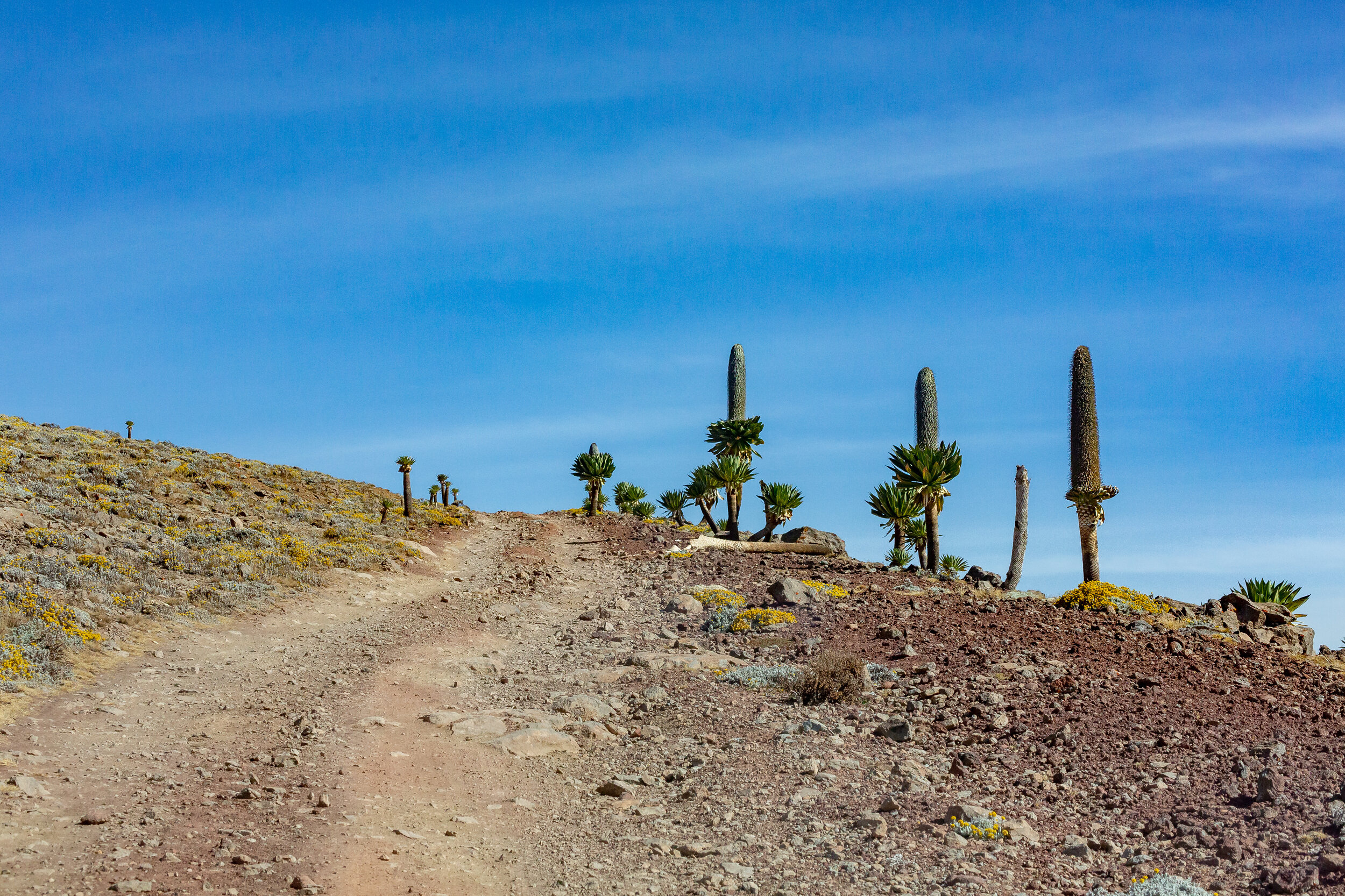 Bale Mountains National Park, Travels, Solen Feyissa, 2500x1670 HD Desktop