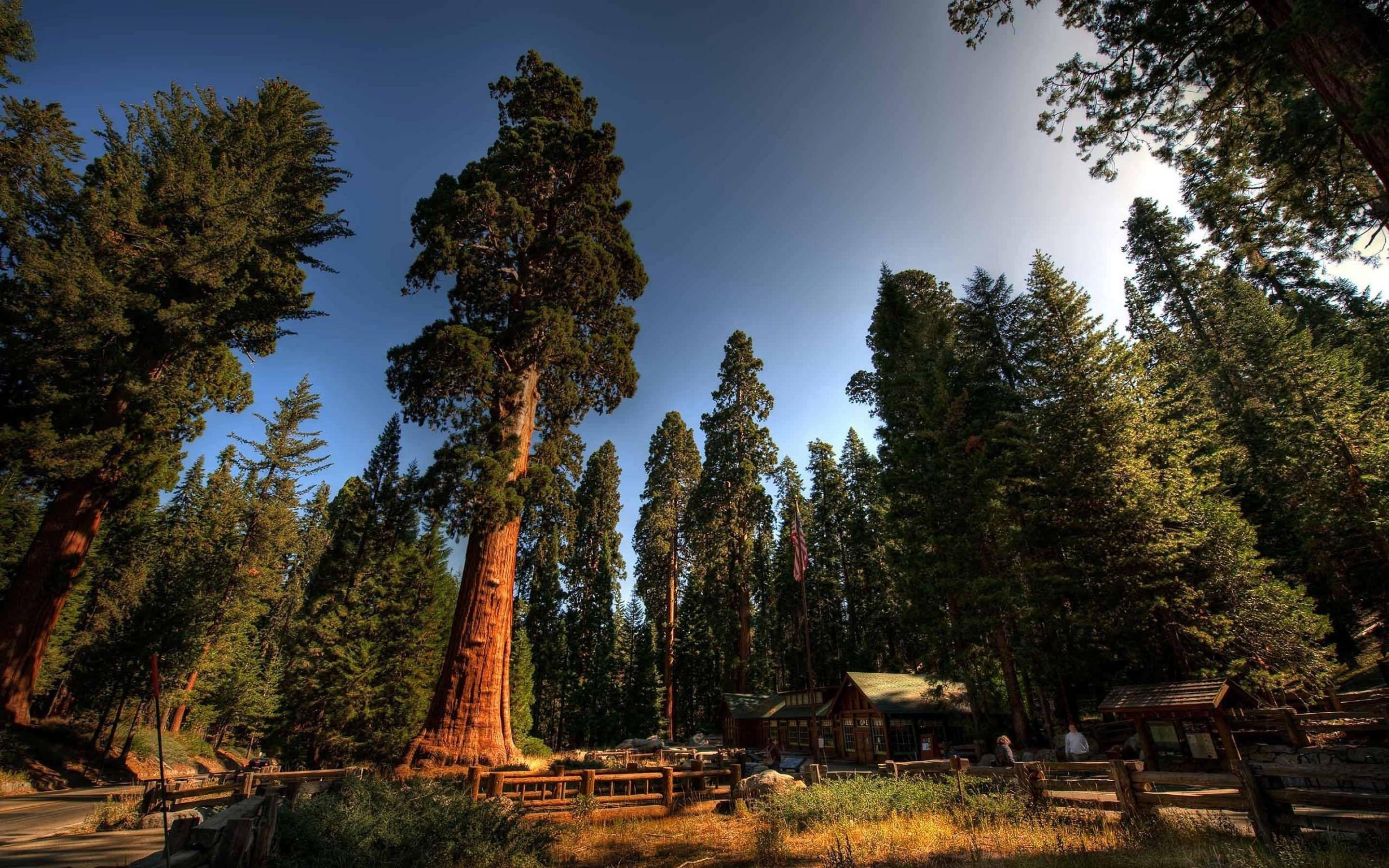 Sequoia national park 4K, Majestic landscapes, HD wallpapers, Nature's sanctuary, 2880x1800 HD Desktop