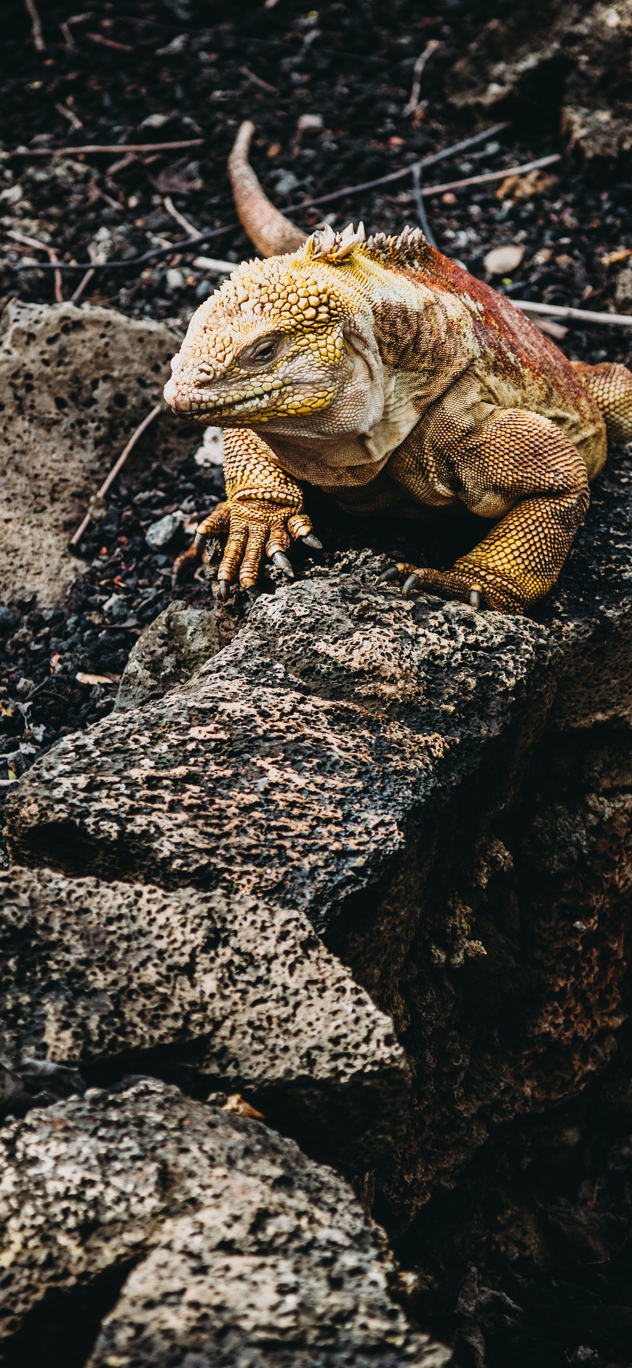 Marine iguana, Free download, 1250x2690 HD Phone