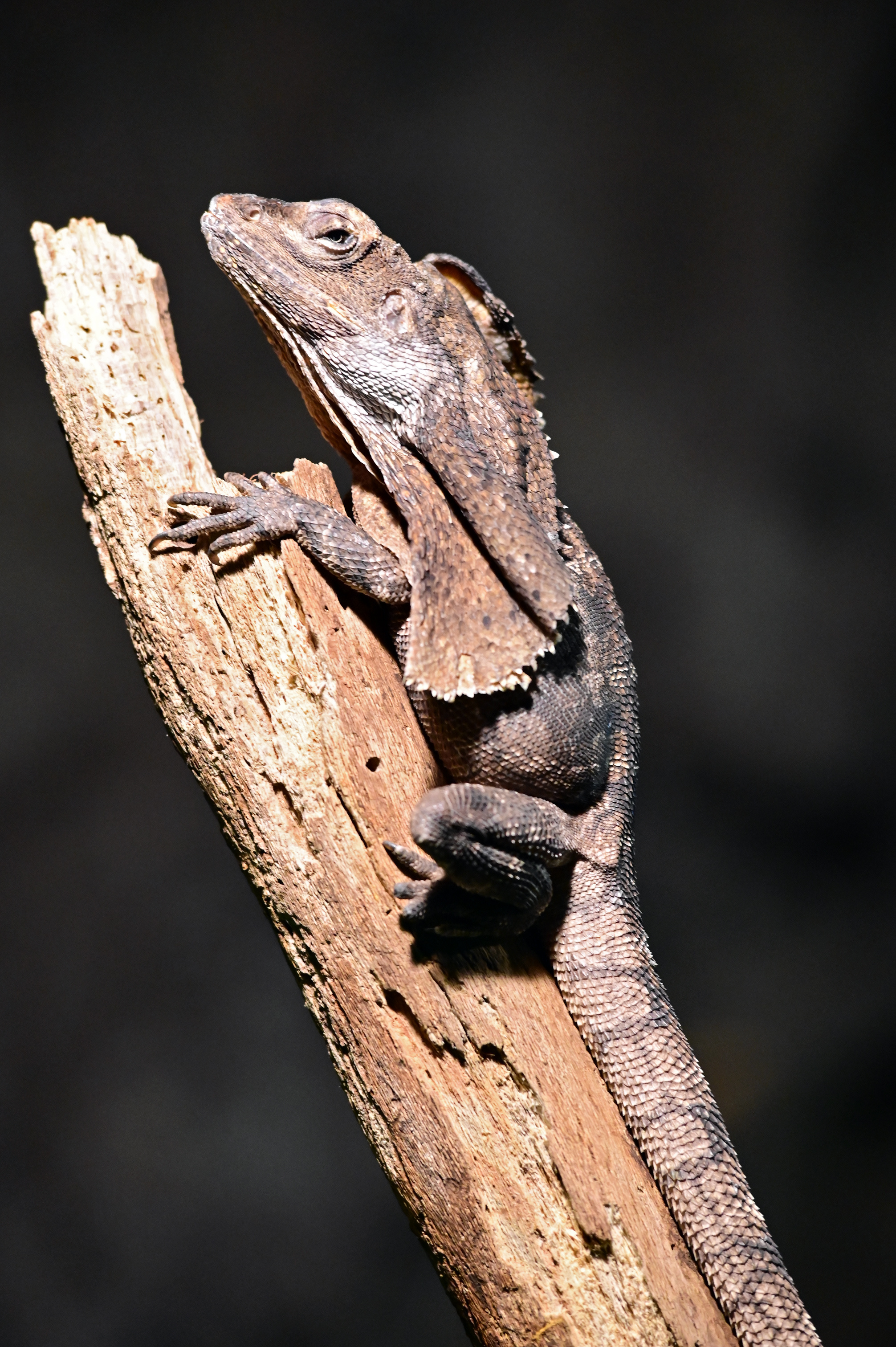 Frilled-necked lizard, Chlamydosaurus kingii, Magnificent reptile, Unique visual feature, 2020x3030 HD Phone