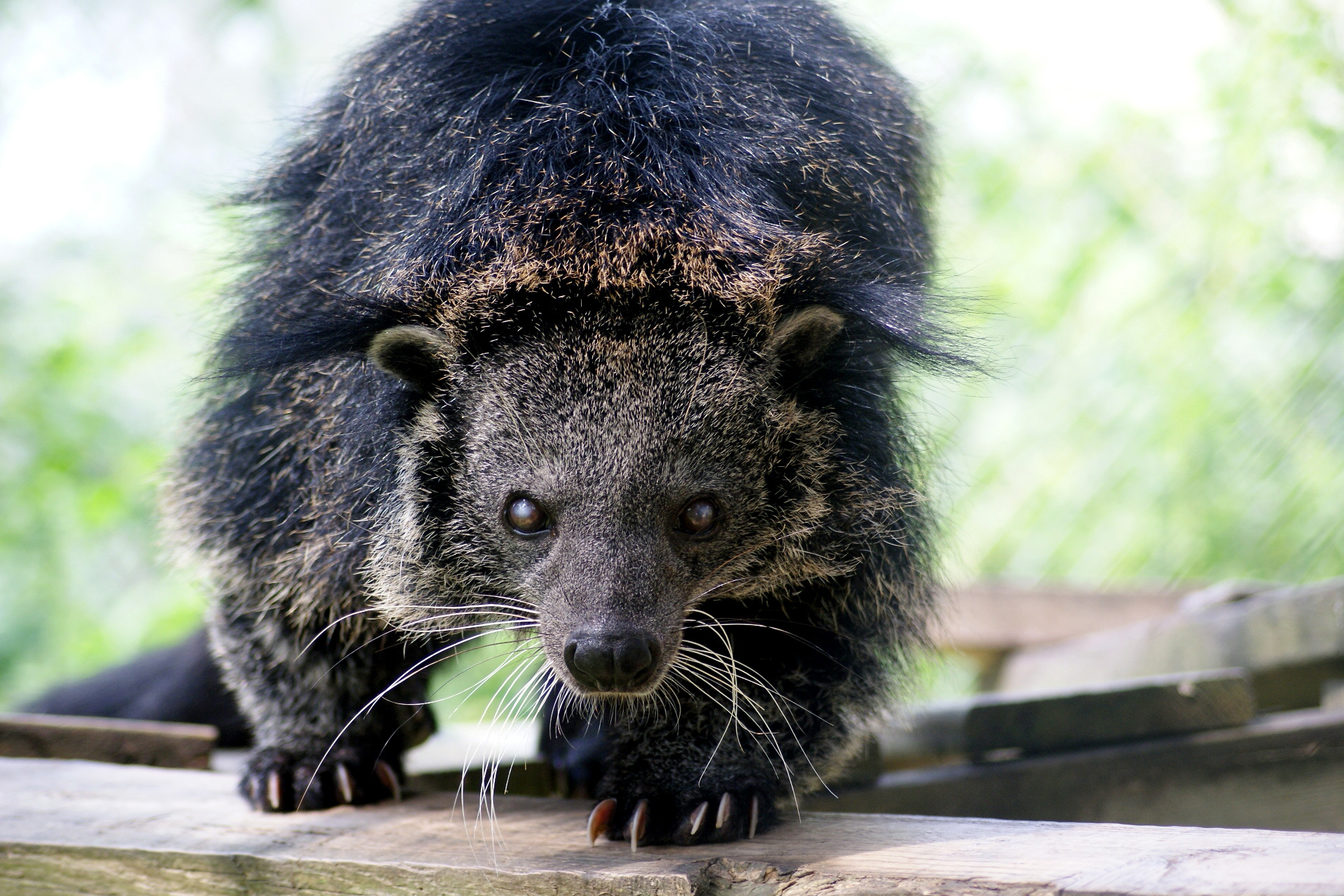 Follow the smell of popcorn, Binturong discovery, Higgs, 1920x1280 HD Desktop