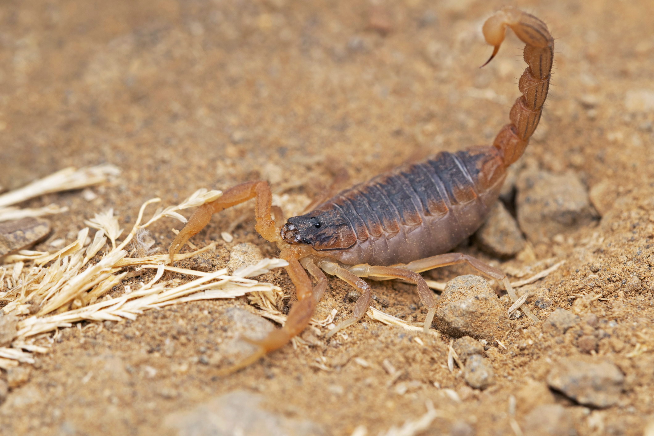 Scorpion facts, Tough creatures, Earth's incredible species, Bizarre biology, 2130x1420 HD Desktop