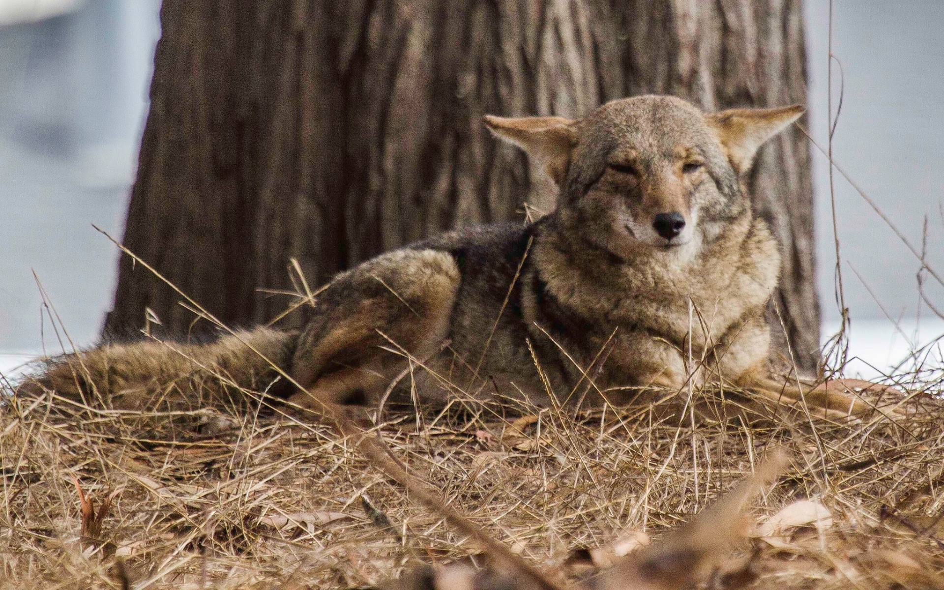 Coyote, Untamed wilderness, Nature's masterpiece, Stunning background, 1920x1200 HD Desktop