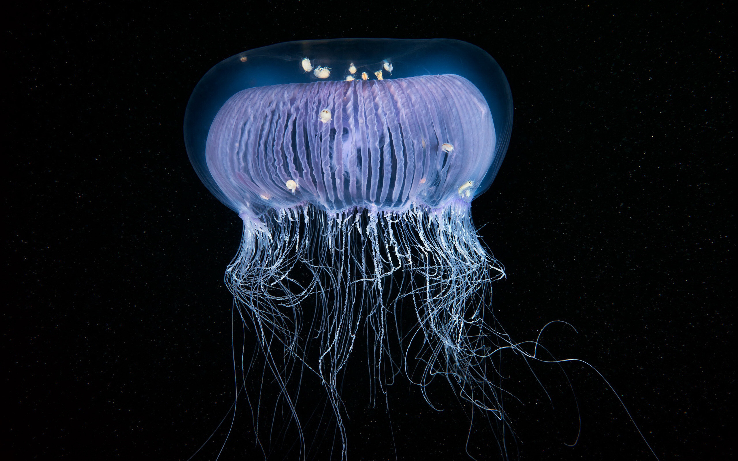 Beautiful jellyfish, Underwater wonderland, Captivating images, High-quality wallpapers, 2560x1600 HD Desktop