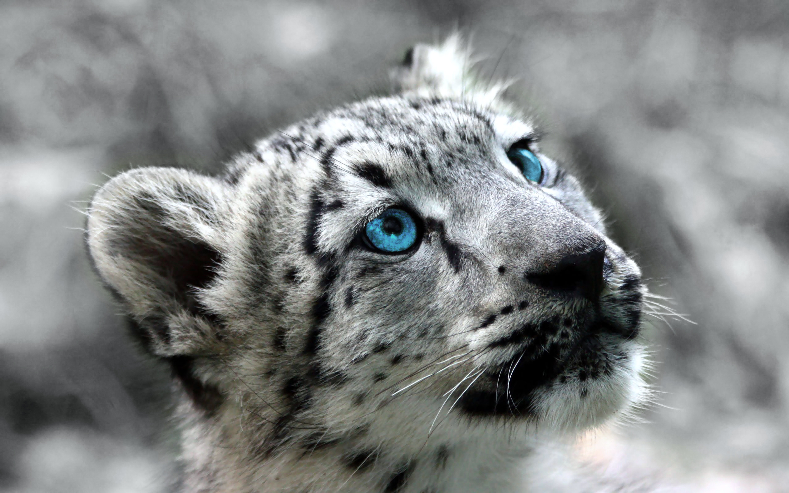 Snow Leopard wallpapers, Breathtaking beauty, Stealthy predator, Snow-covered habitat, 2560x1600 HD Desktop