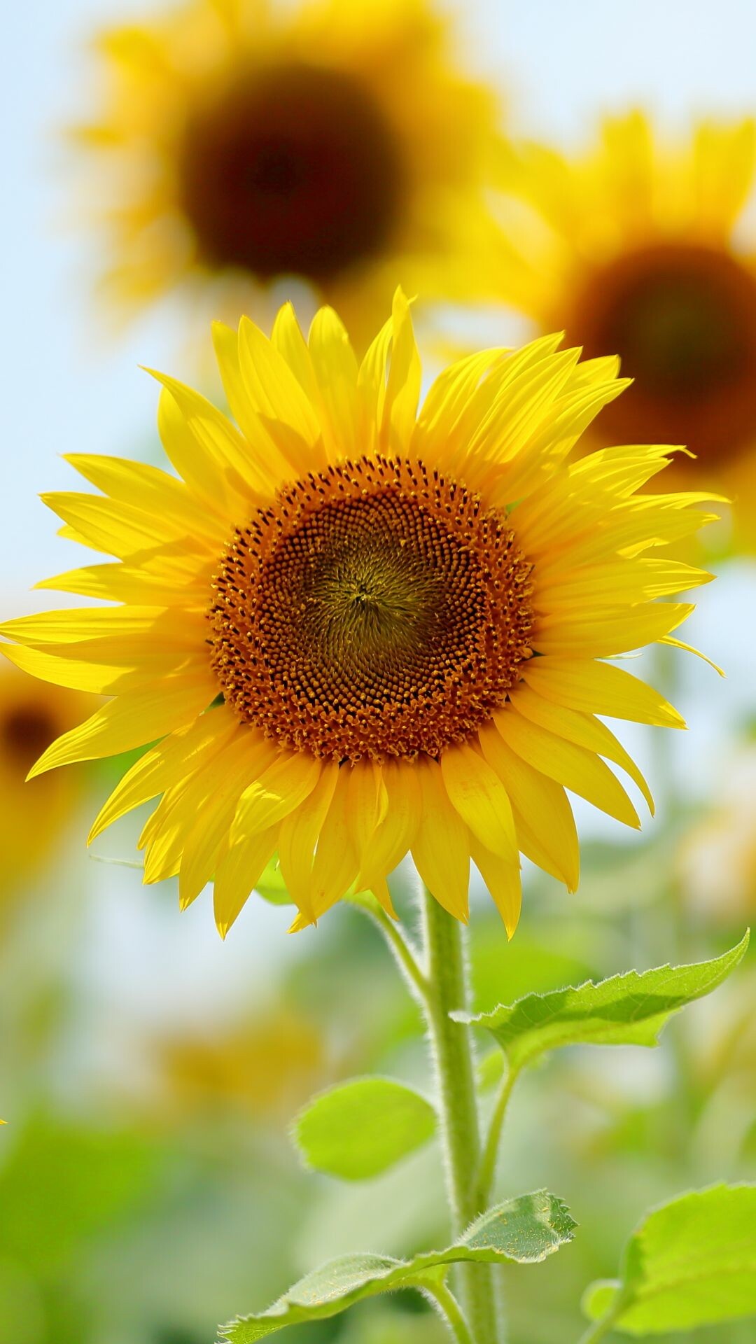 Sunflower wallpapers, Nature, 1080x1920 Full HD Phone