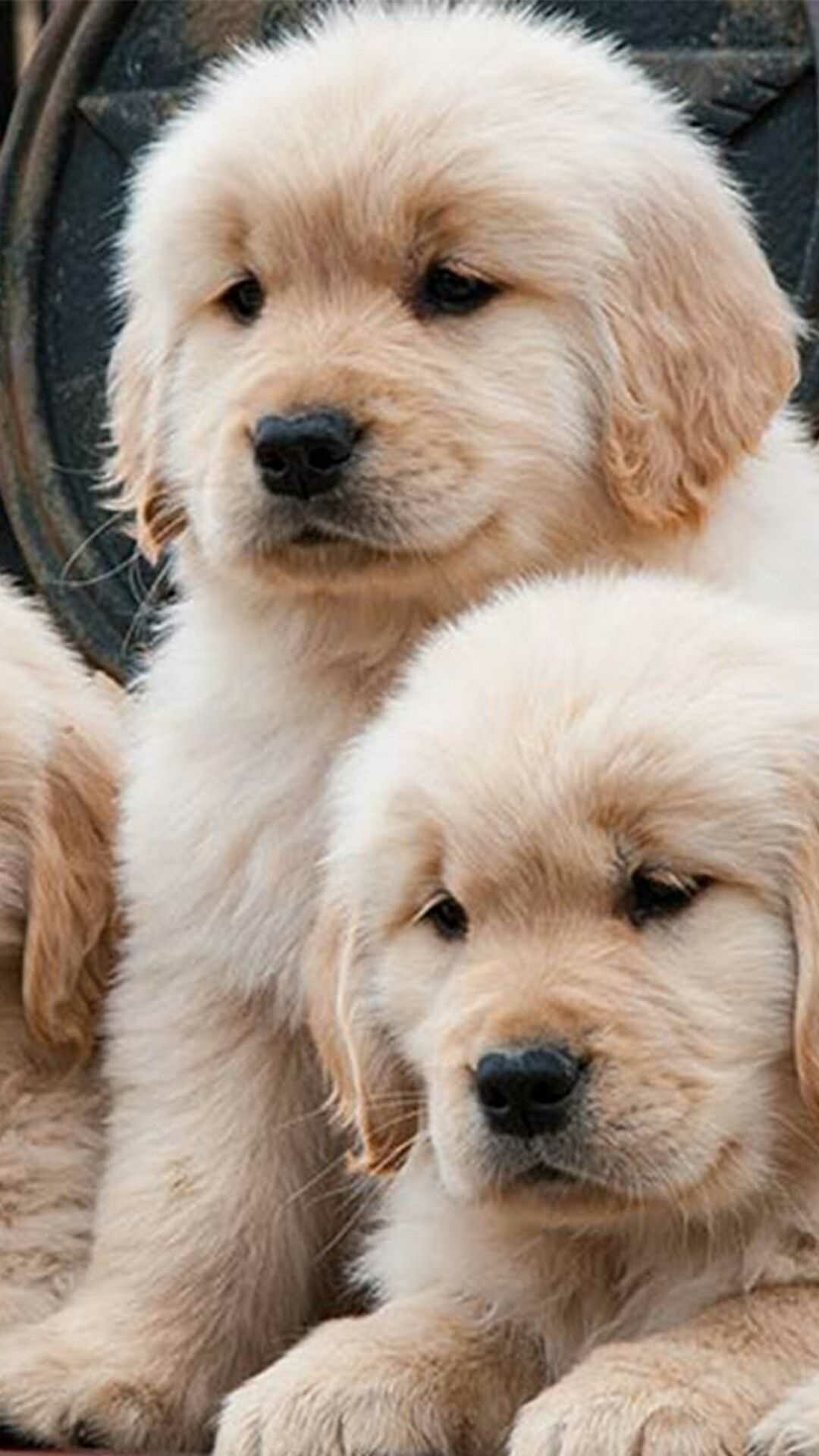 4K puppy wallpaper, Stunning clarity, High-definition image, Photographic beauty, 1080x1920 Full HD Phone