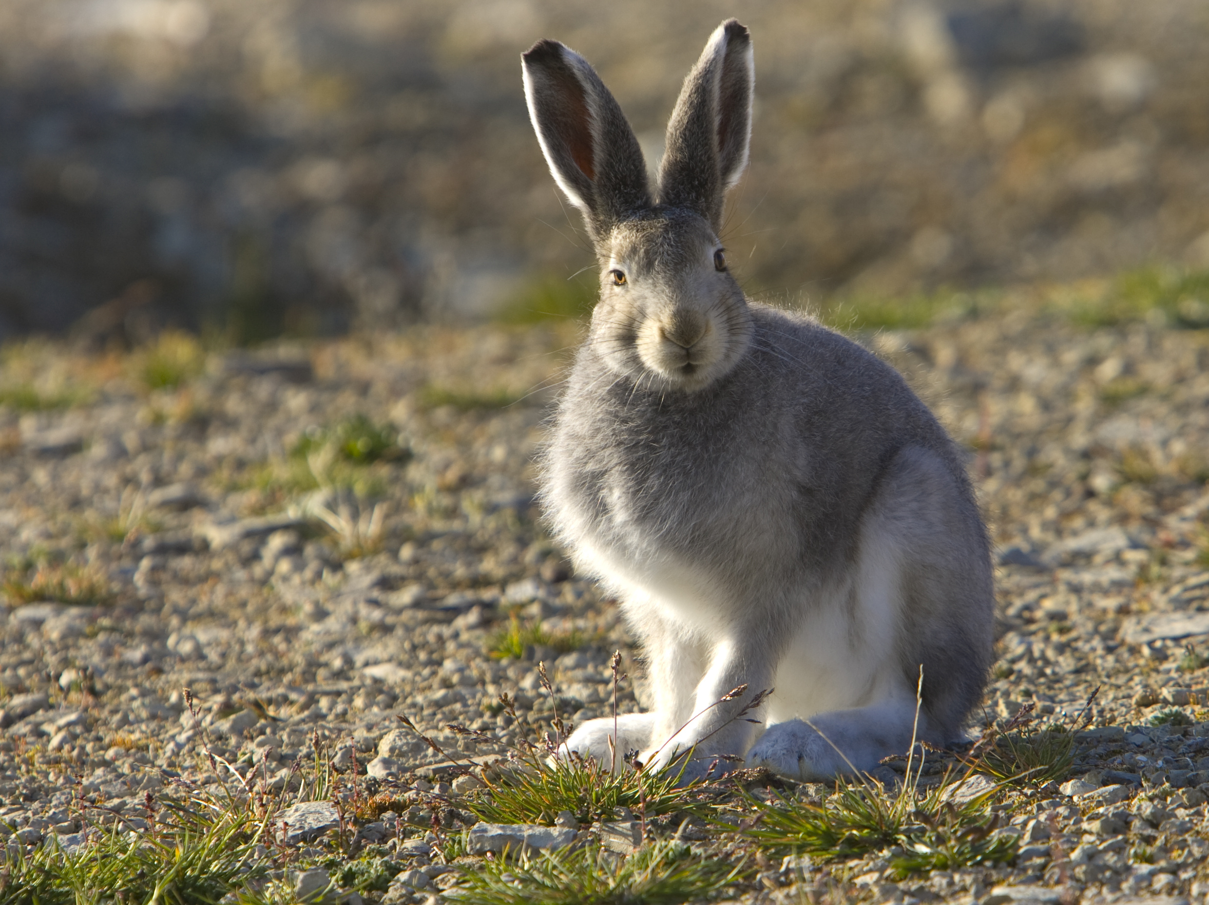 Arctic hare wallpapers, Stunning wildlife, 4K wallpapers, Captivating imagery, 2490x1860 HD Desktop