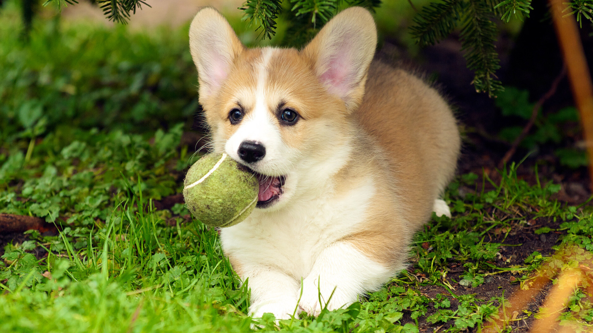 Dog puppies, Corgi wallpapers, HD backgrounds, 1920x1080 Full HD Desktop