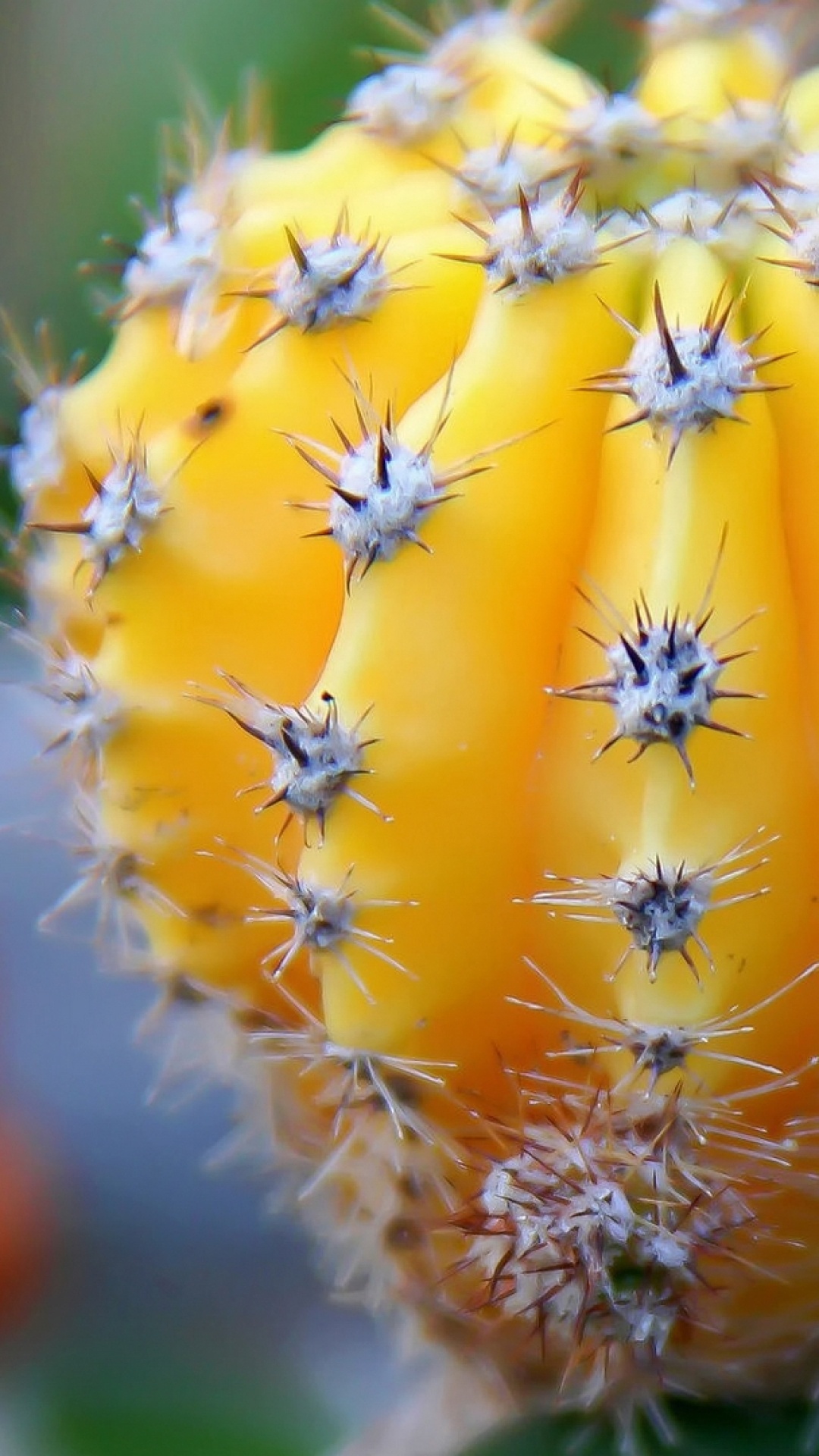 Cactus, iPhone wallpapers, Desert's charm, Captivating backgrounds, 1080x1920 Full HD Phone