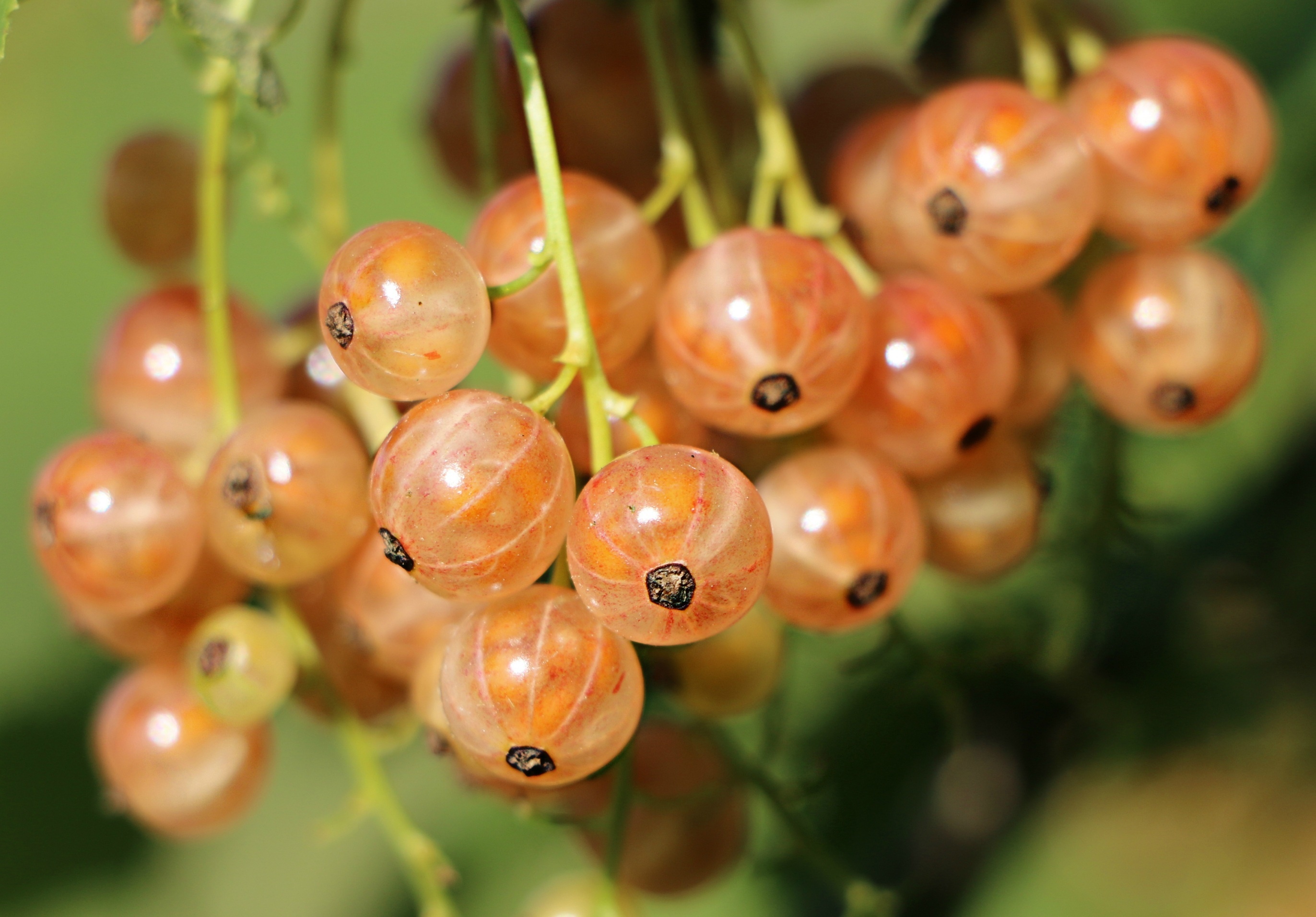 Currants, Macro fruits, Wallpapers, 2750x1920 HD Desktop