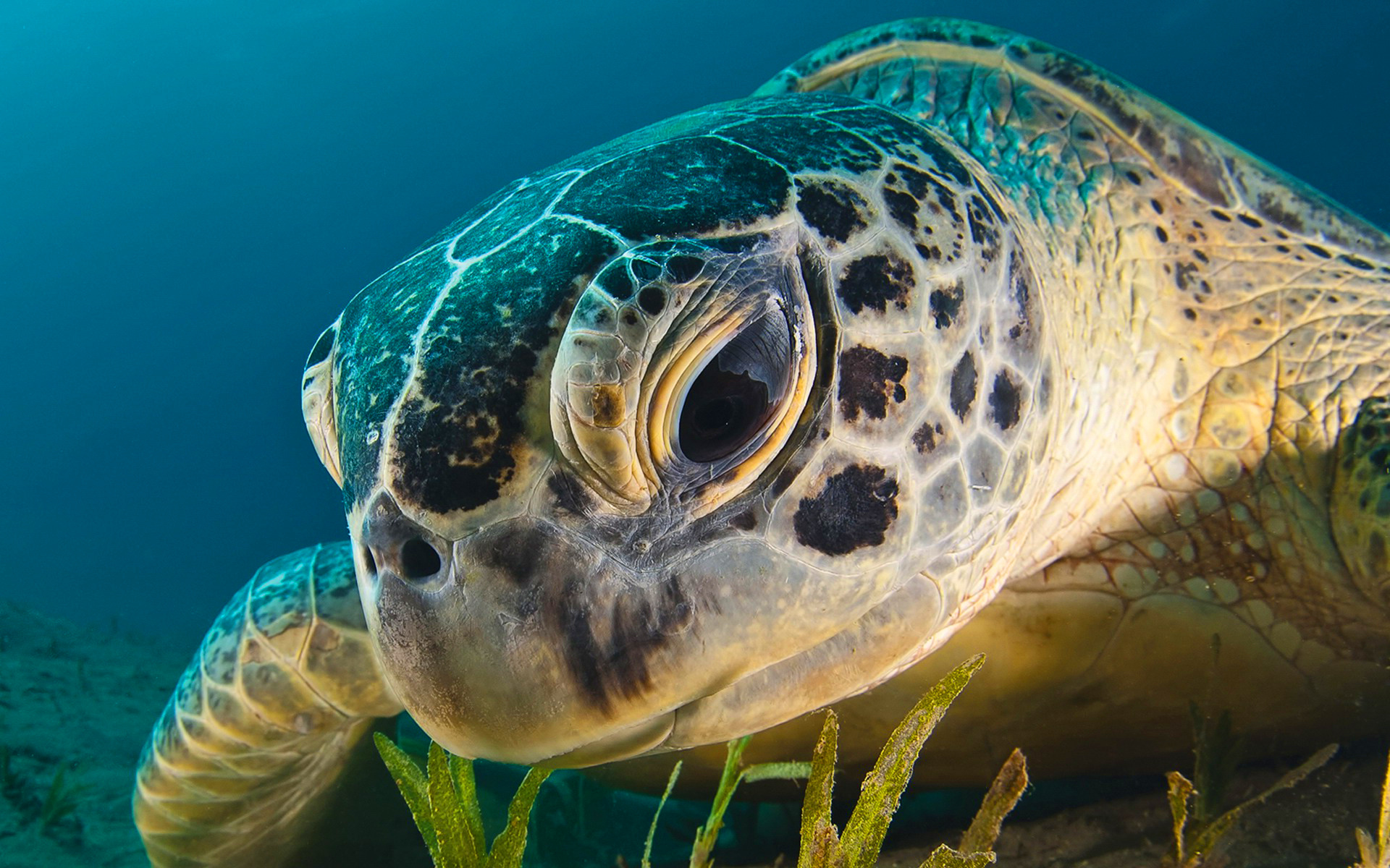 Close-up, Sea Turtles Wallpaper, 1920x1200 HD Desktop