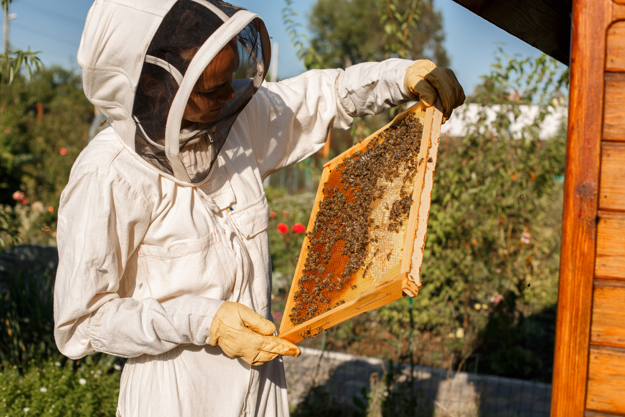 Beehive, active or inactive, world wide, pest control, 2130x1420 HD Desktop
