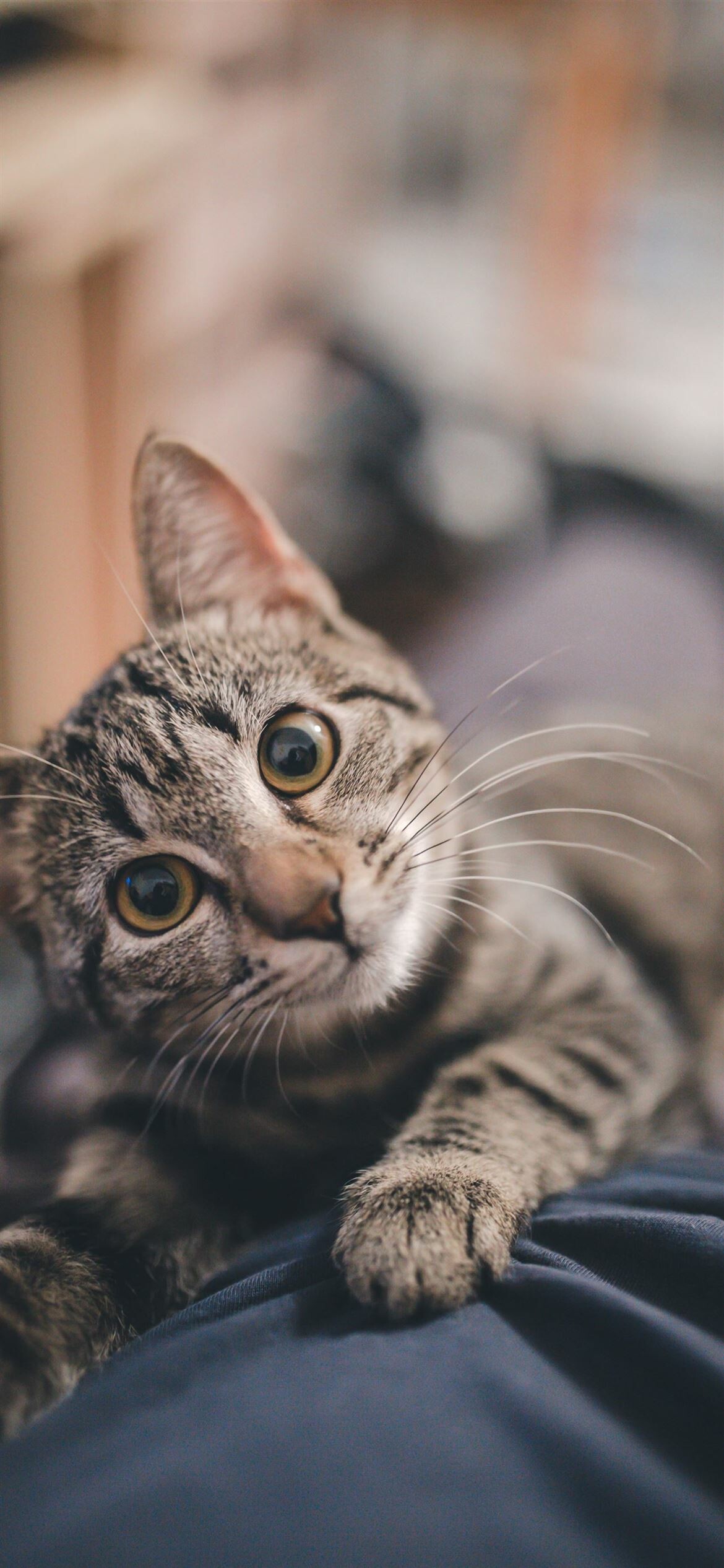 Cat, Best feline wallpapers, Stunning iPhone display, HD purr-fection, 1170x2540 HD Phone