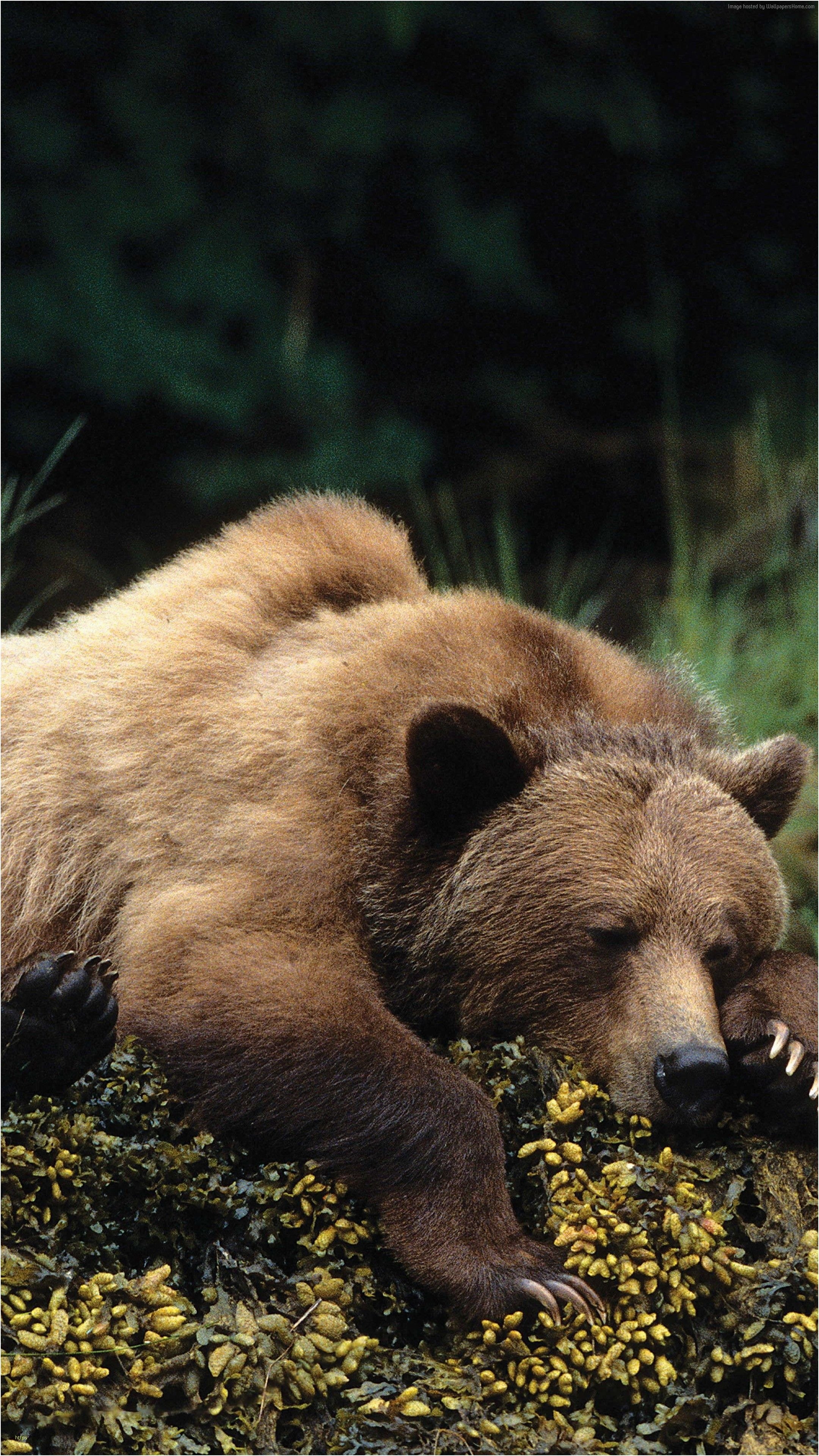 Android lockscreen wallpaper, Bear species, Native wildlife, Forest dwelling, 2160x3840 4K Phone