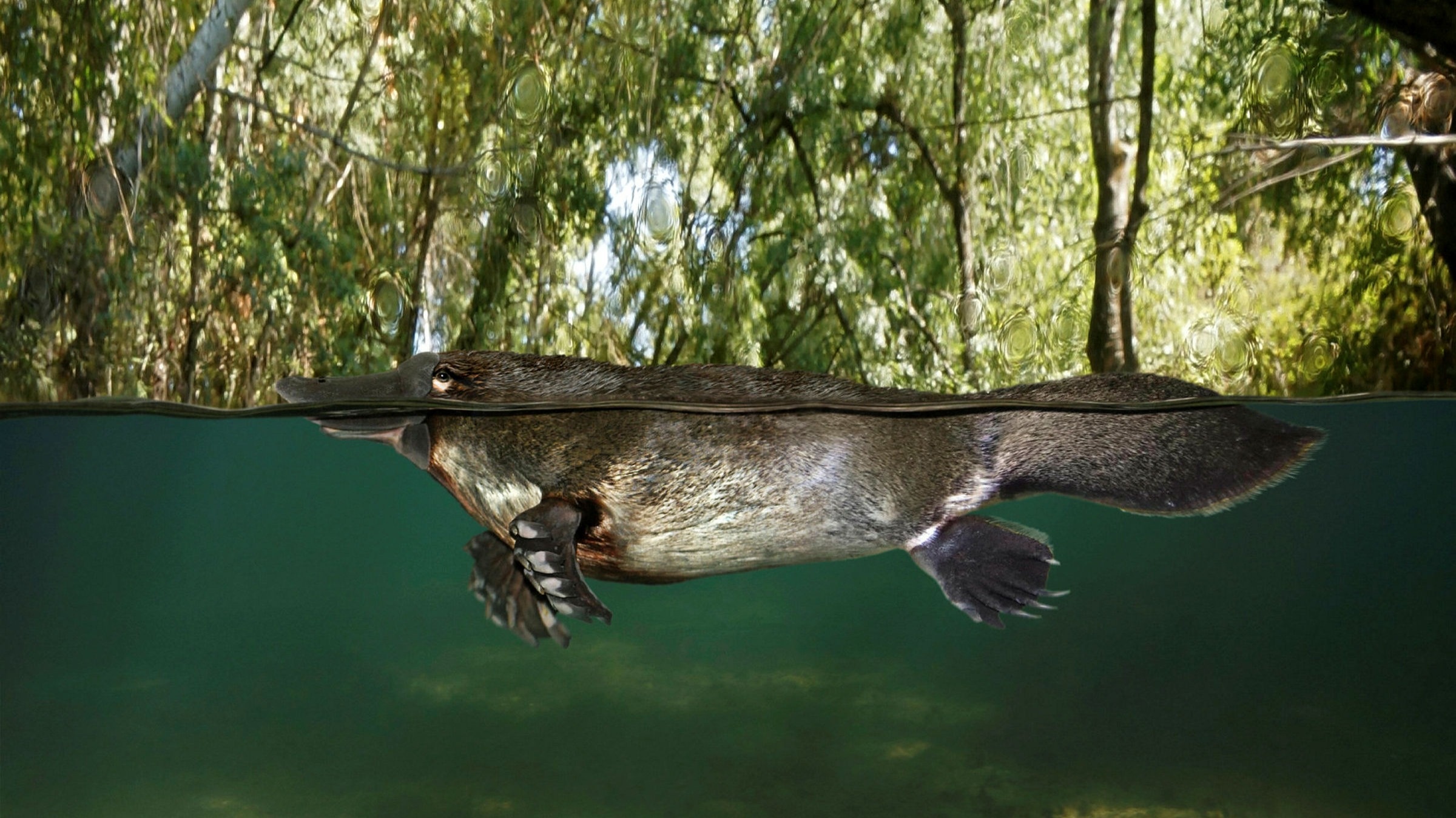 Platypus, Climate change, Financial Times, Environmental implications, 2400x1350 HD Desktop