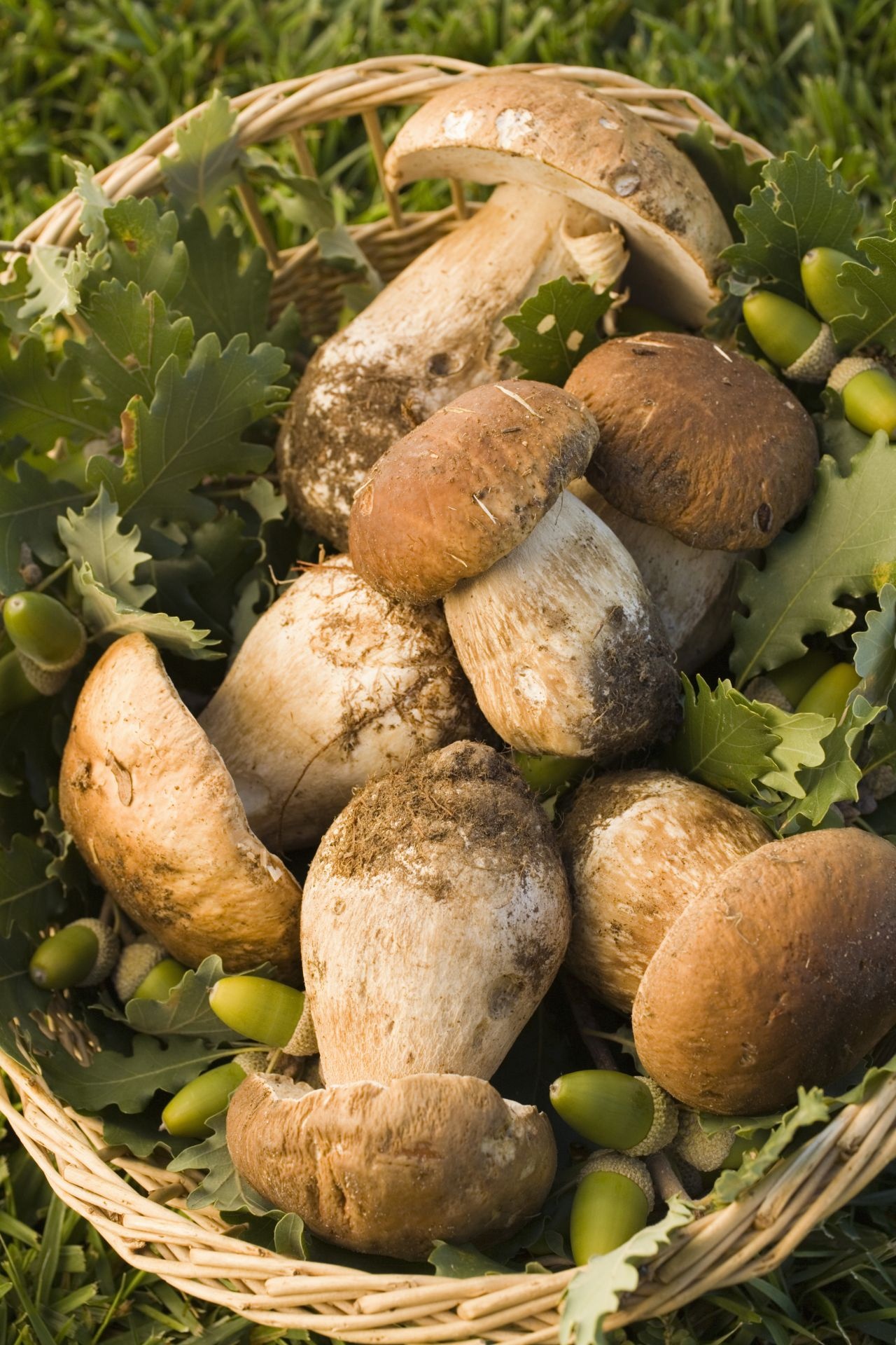 Pilze sammeln, Erkennungszeichen Tipps, Galileo, Mushroom hunting advice, 1280x1920 HD Phone