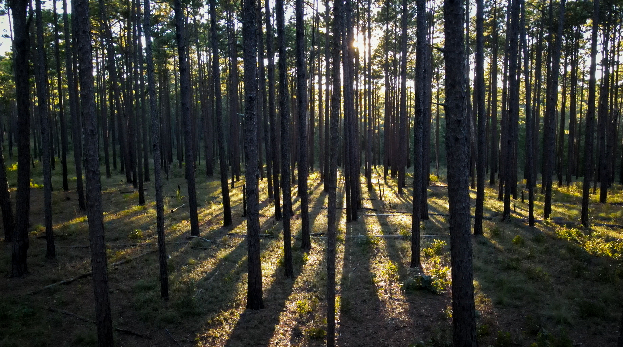 dense pine tree trunks, sunlight casting long shadows, pine needle forest floor, HD Desktop wallpaper
