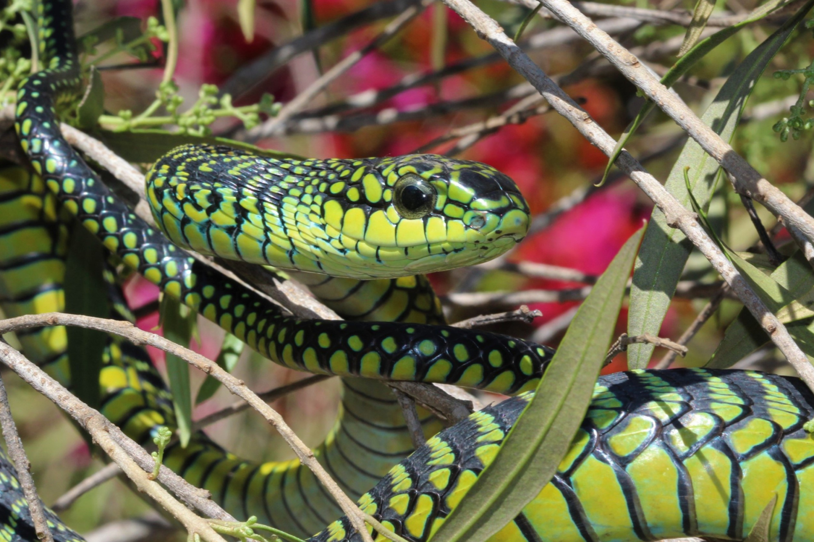 Boomslang, Dispholidus typus typus, Next gen herpetologist, African snake, 3110x2080 HD Desktop