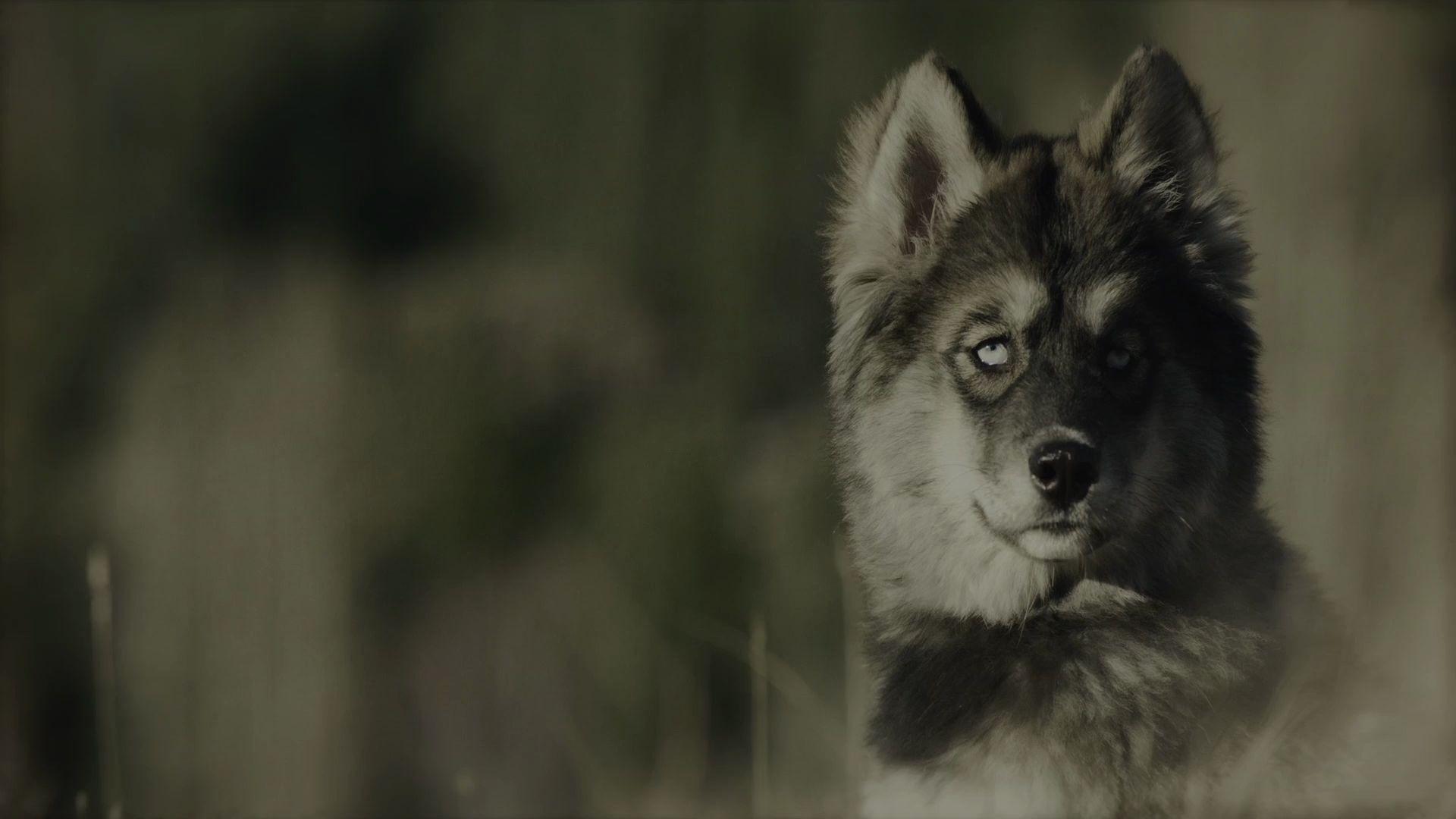 Togo movie, 4ktogo2, sled dog adventure, 1920x1080 Full HD Desktop