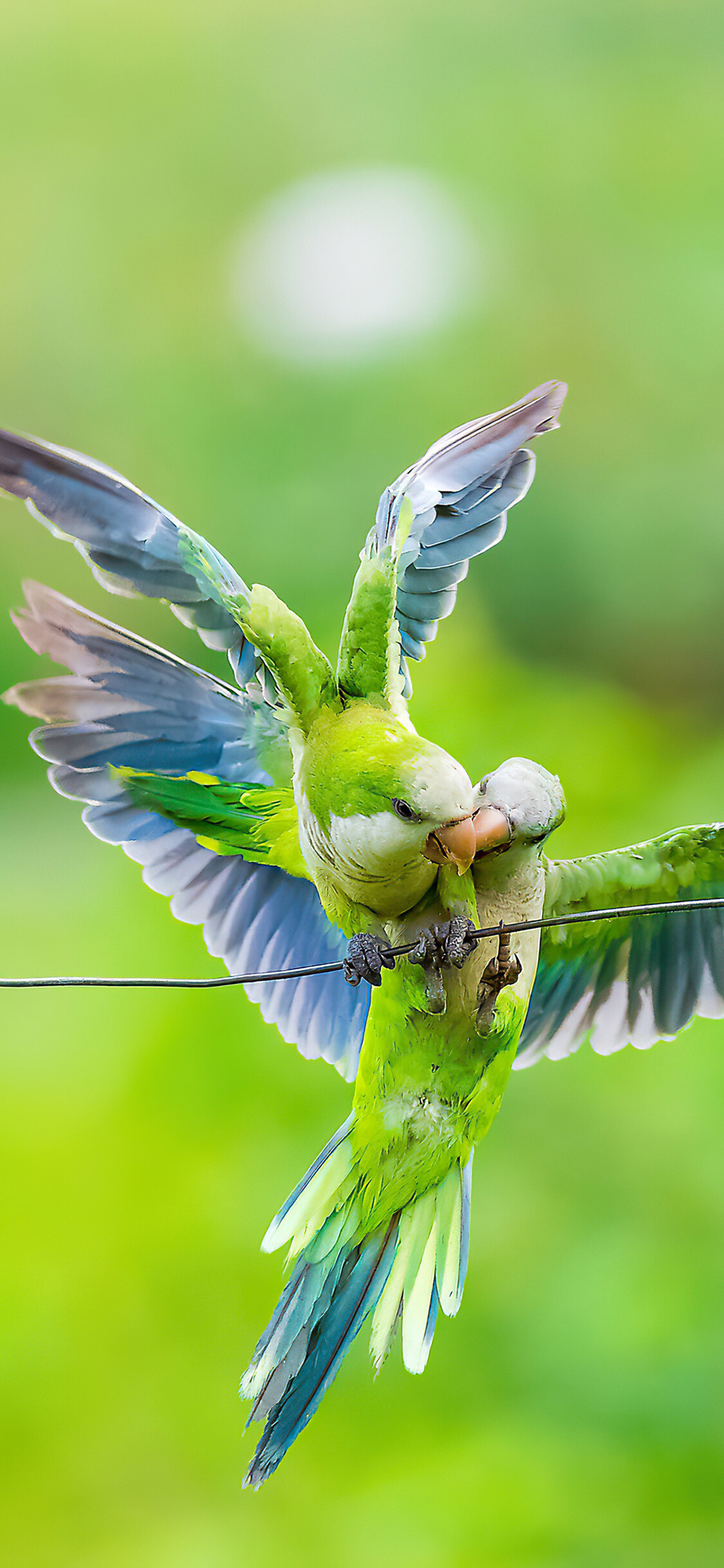 Monk, Parrots Wallpaper, 1130x2440 HD Phone