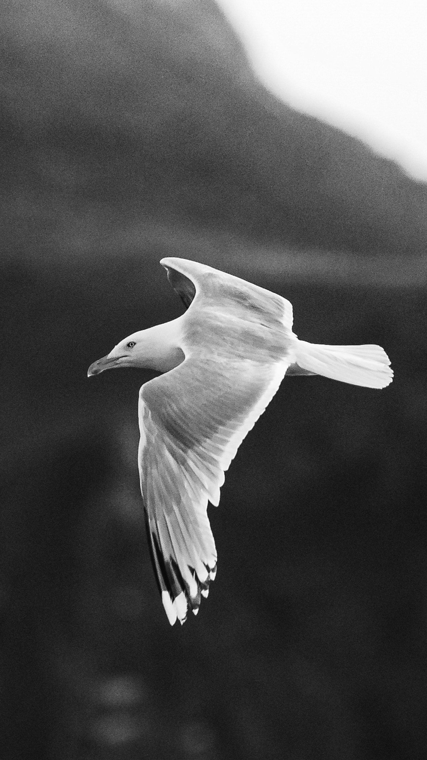 Seagull, Flying, Wallpaper, Aesthetic, 1400x2490 HD Phone