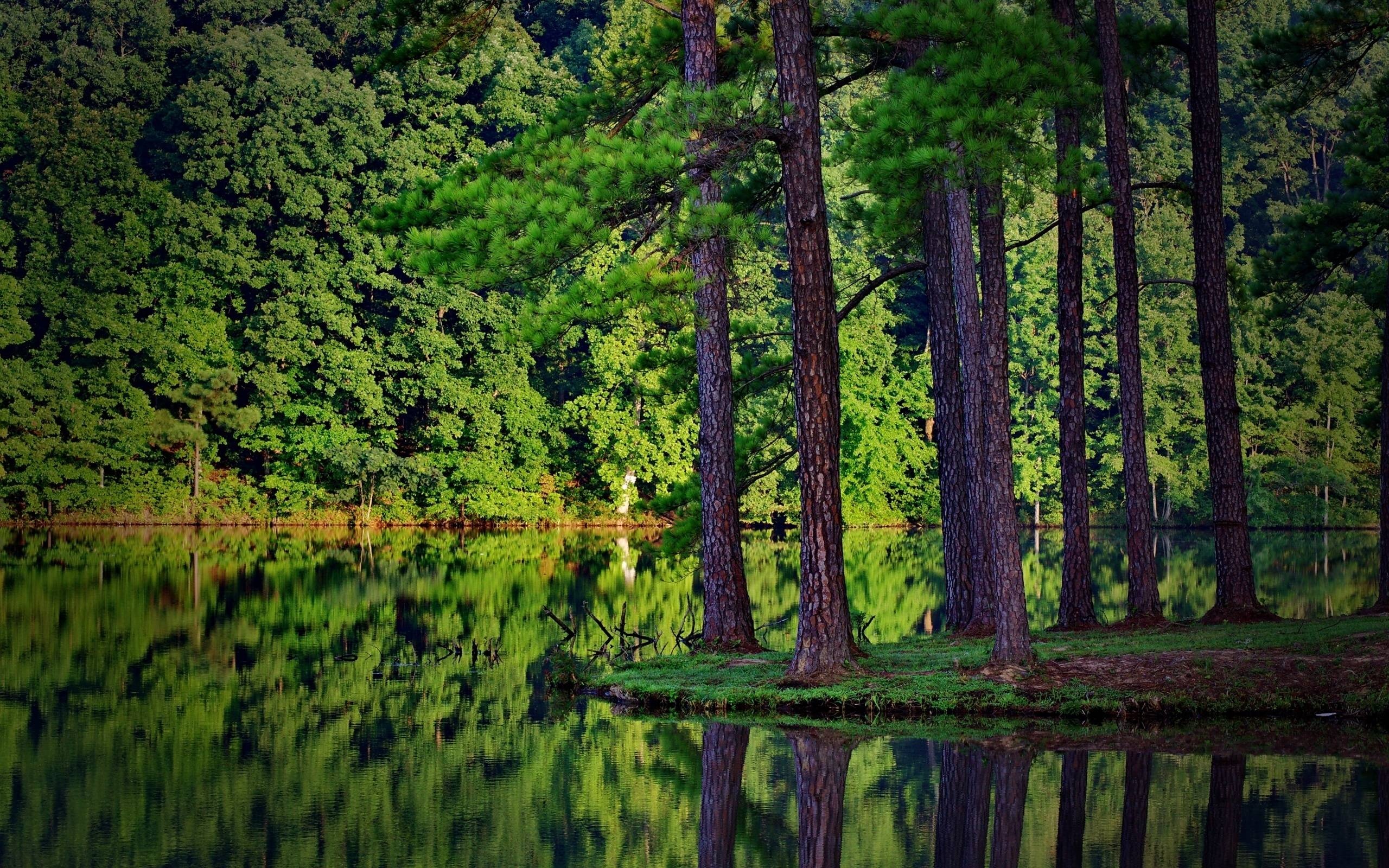 pine trees on shoreline, calm lake forest reflection, lush green woodland forest, HD Desktop wallpaper