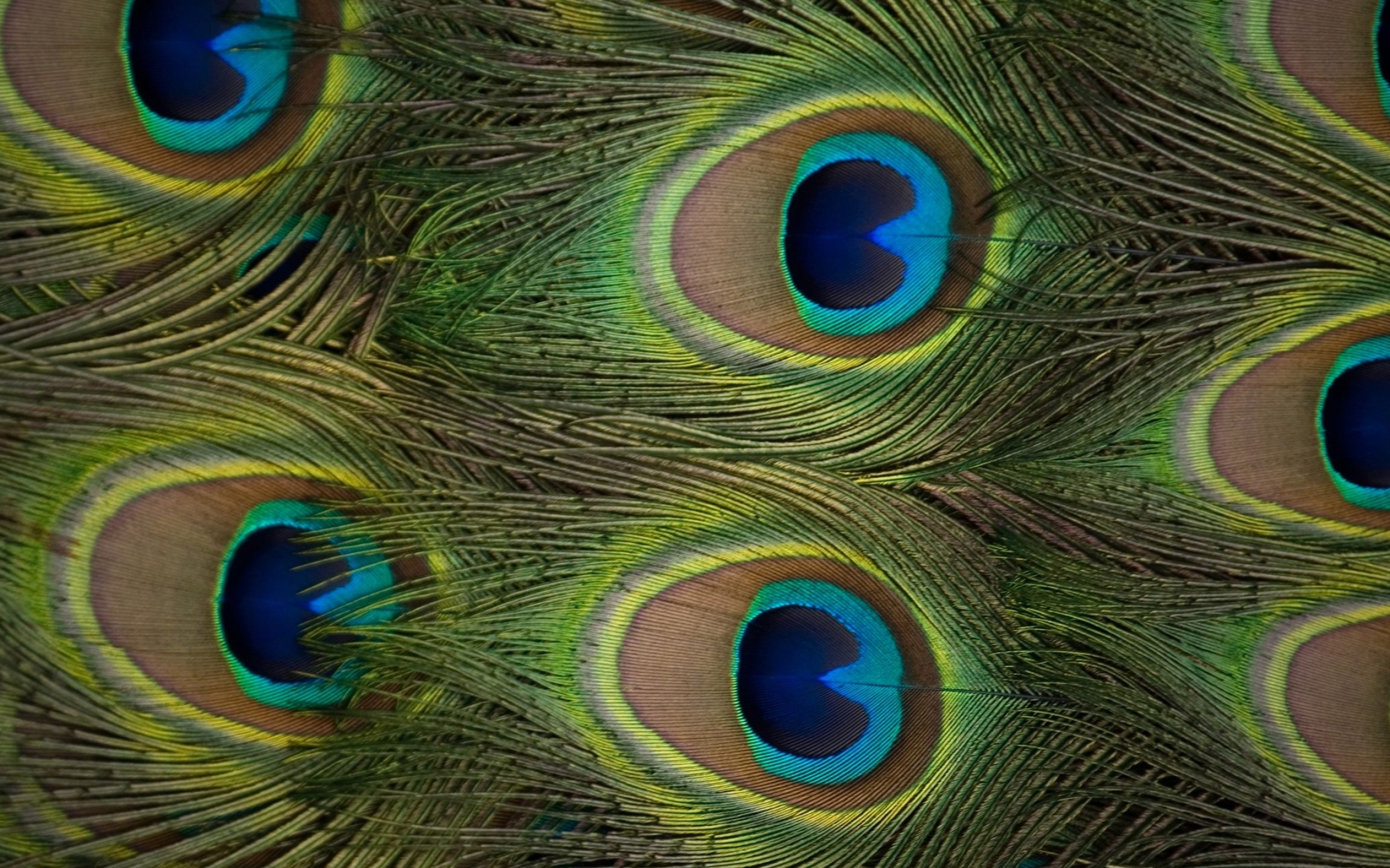 Peacock feather eyespots, Iridescent plumage barbs, Green and blue ocelli, HD Desktop wallpaper