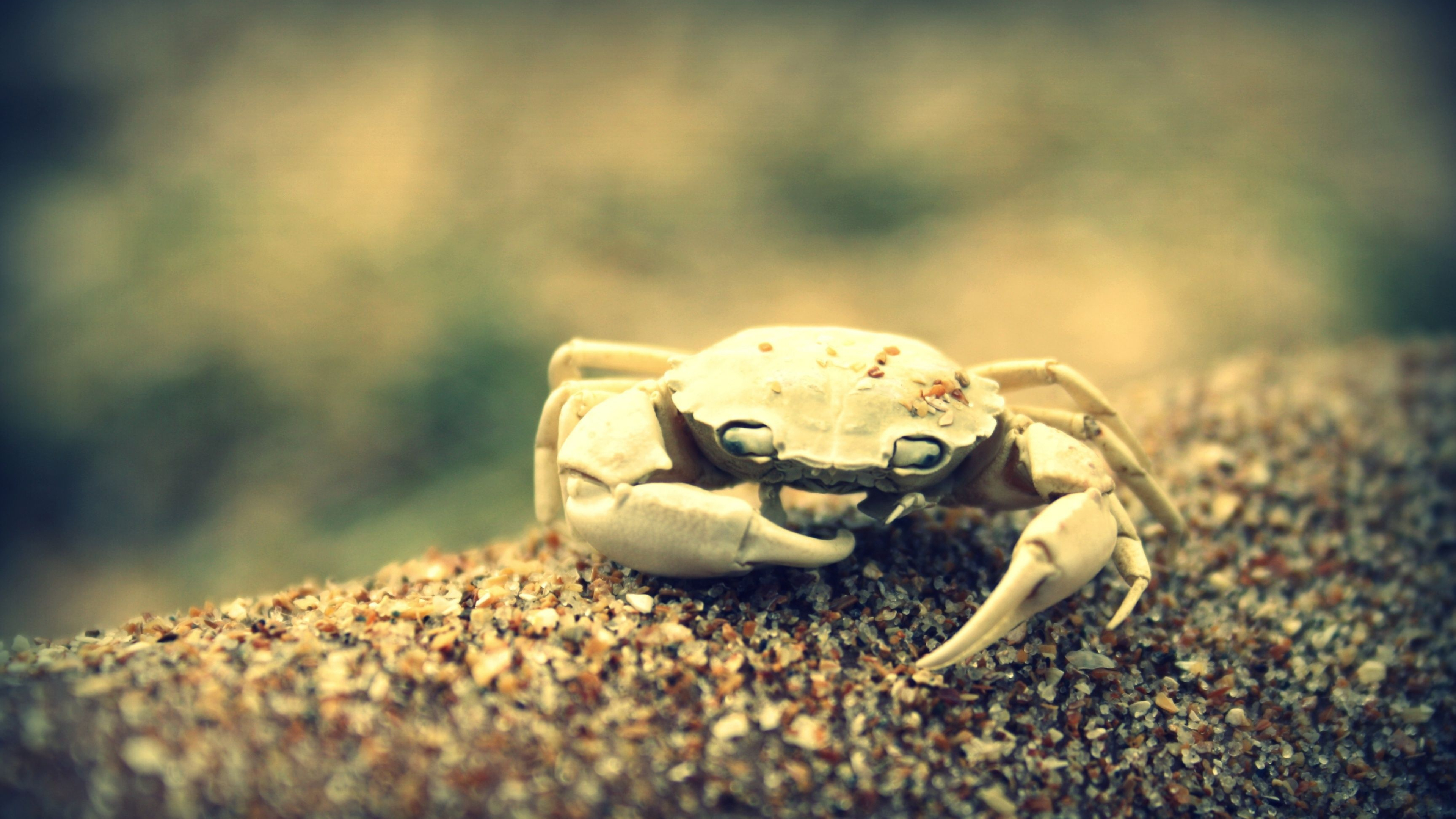 Freshwater crab, Crabs Wallpaper, 3840x2160 4K Desktop