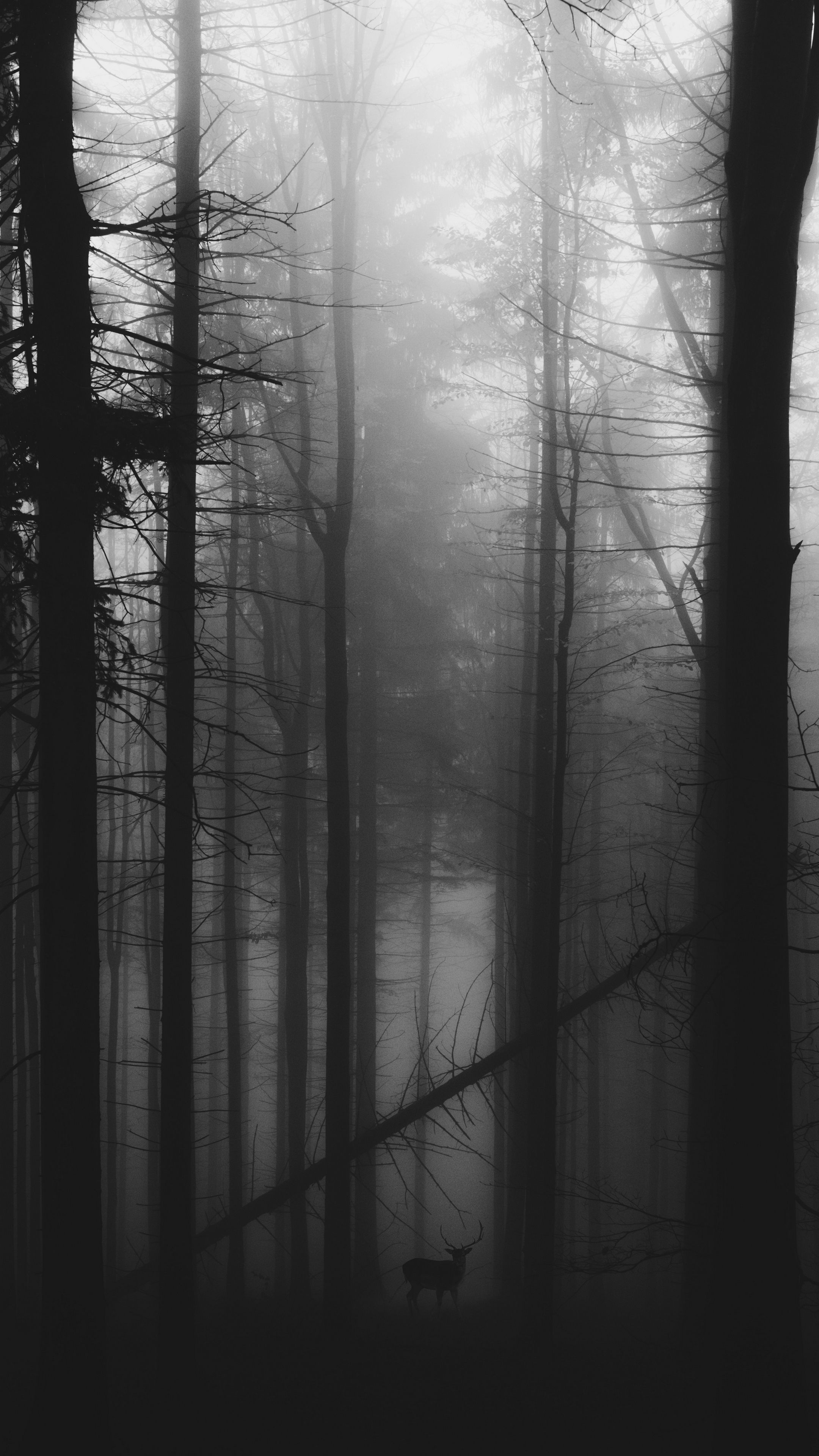 antlered stag silhouette, tall misty tree trunks, foggy monochrome woodland, 4K Phone wallpaper